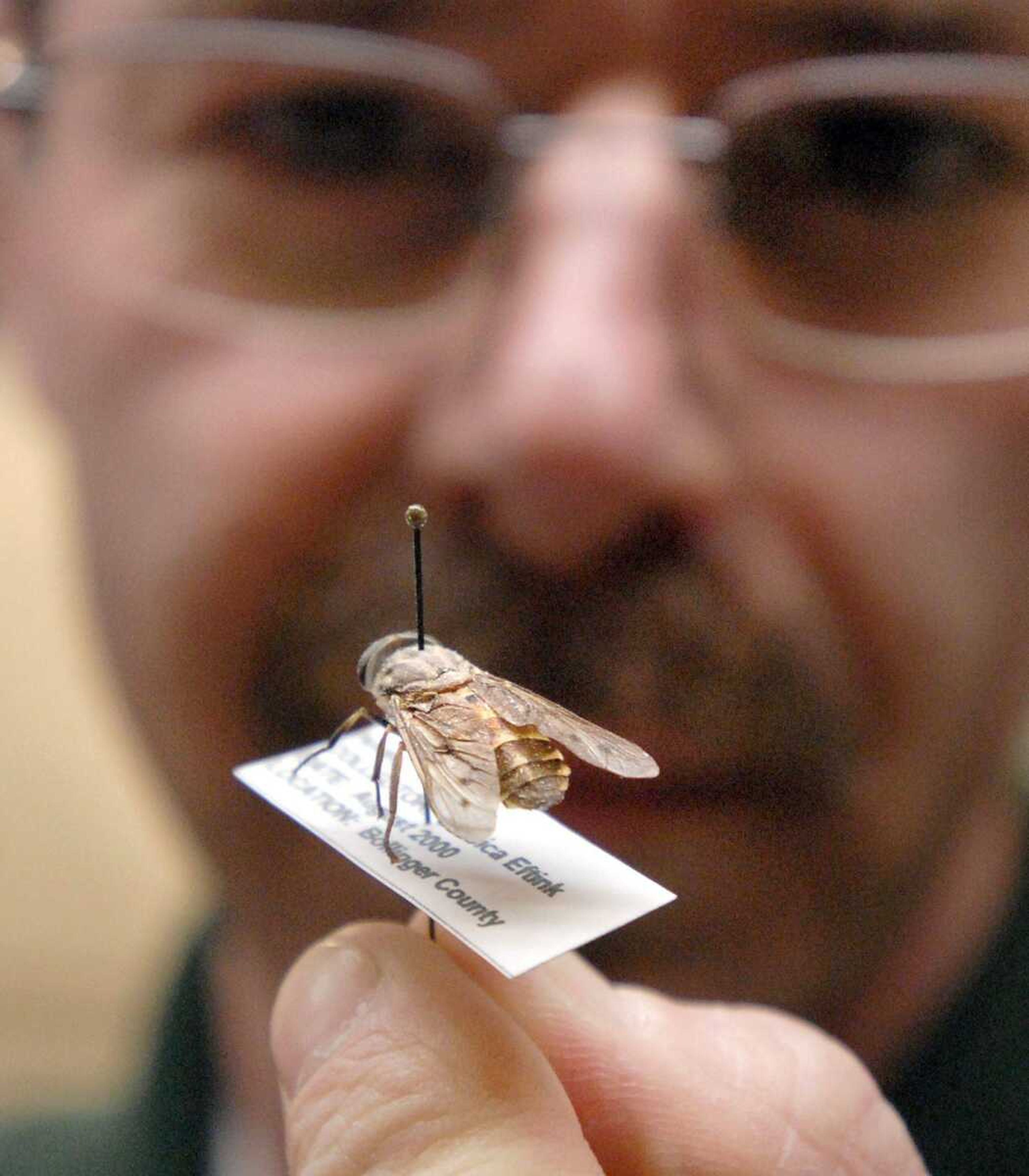 Steven Juhlin, assistant manager of the Cape Girardeau Conservation Nature Center, holds up a horsefly Thursday. Like mosquitoes, horsefly larvae are aquatic. A mild winter may affect the number of moths, bees, wasps, termites and ants people see this year. (Laura Simon)