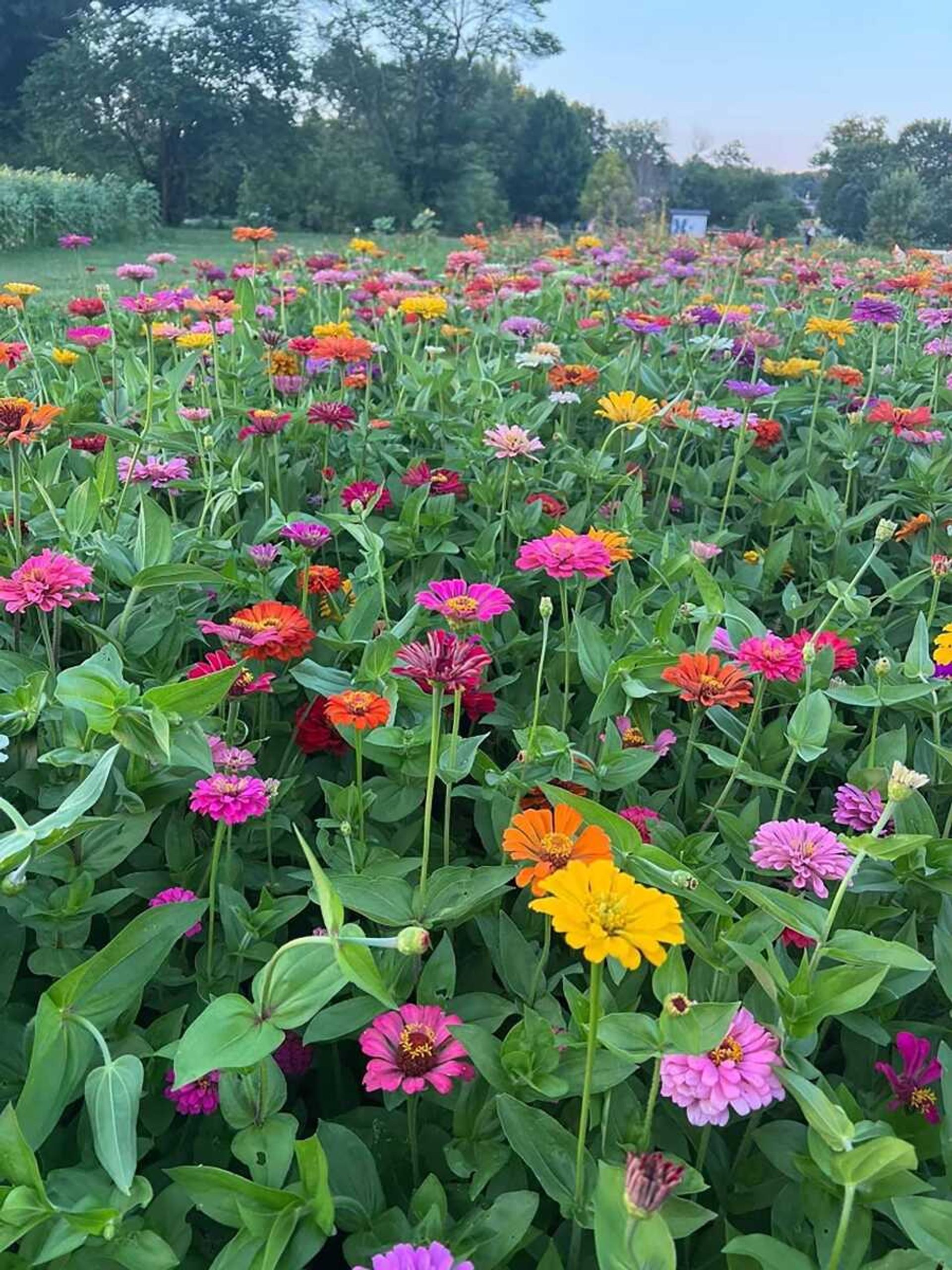 Zinnias grow in the Marble Hill Community Garden’s flower patch. Becky Wiginton says the flowers have attracted visitors from six different states to Marble Hill. 