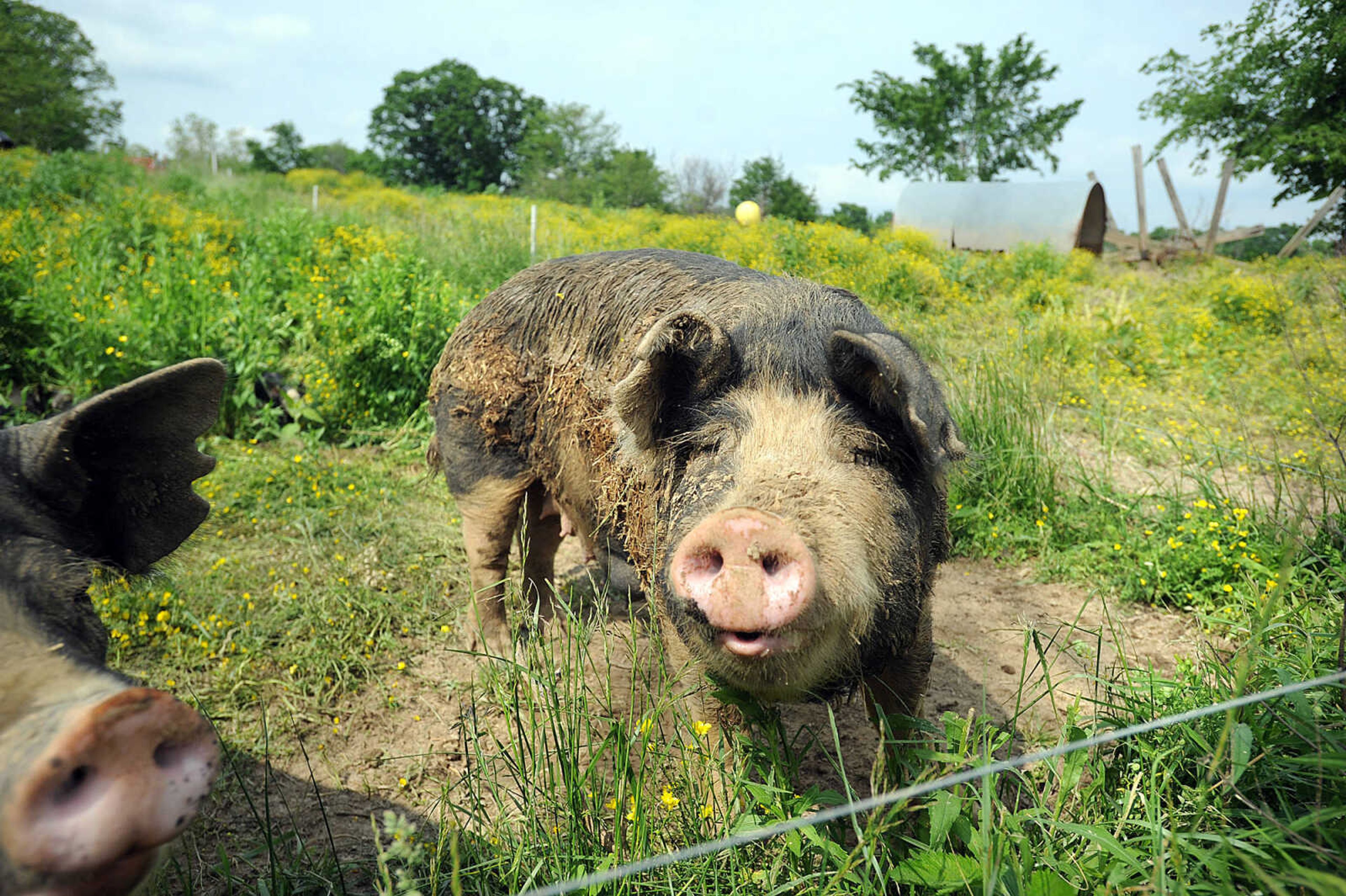 LAURA SIMON ~ lsimon@semissourian.com

Berkshire sows stand in the field, Monday afternoon, May 19, 2014, at Brian Strickland and Luke Aufdenberg's Oak Ridge pig farm.