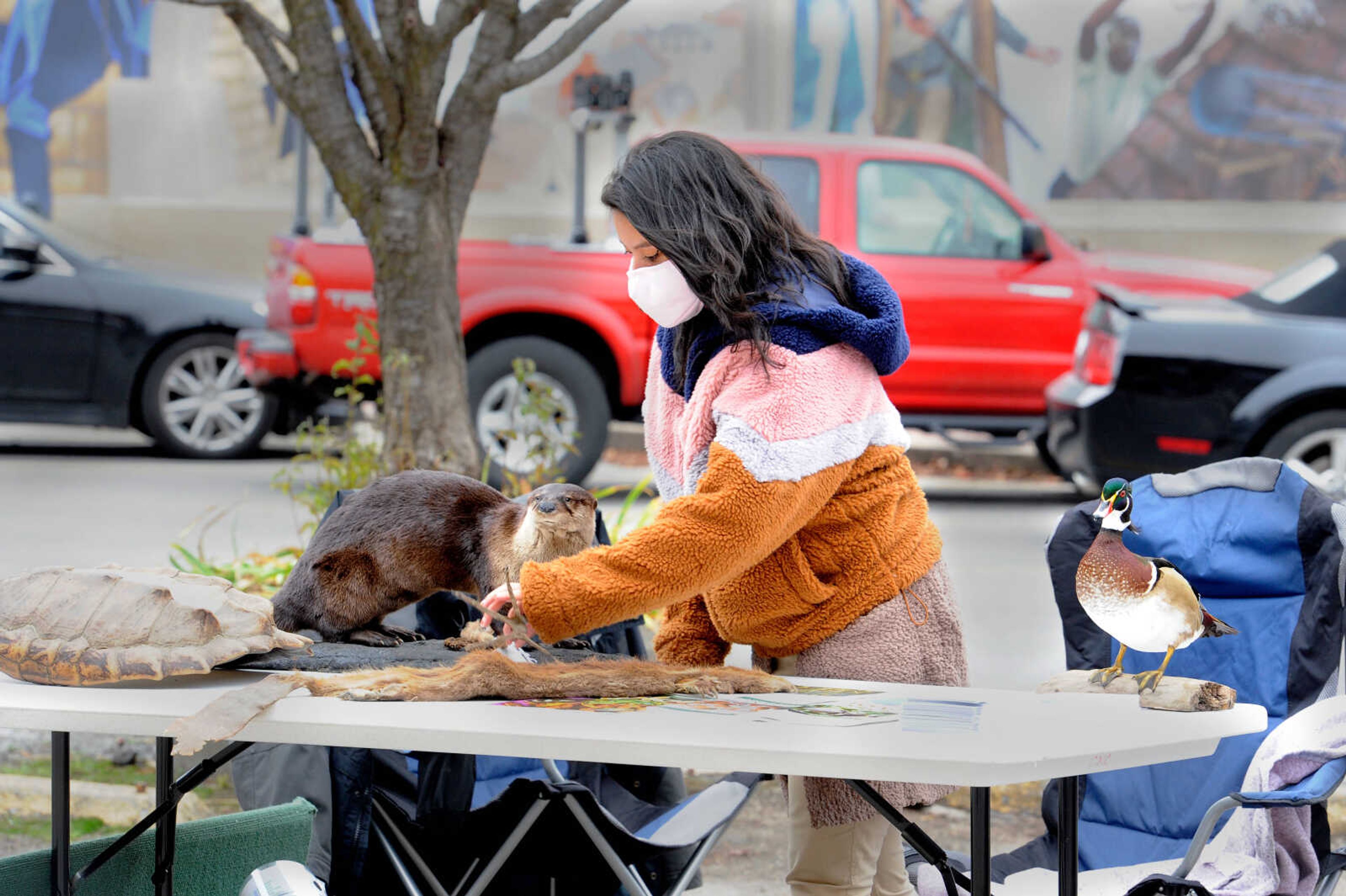 Rachael Williamson, an employee from the Cape Girardeau Conservation Nature Center, arranges animal skins for display during WaterFest, hosted by the Kellerman Foundation for Historic Preservation on Saturday, Oct. 24, 2020.