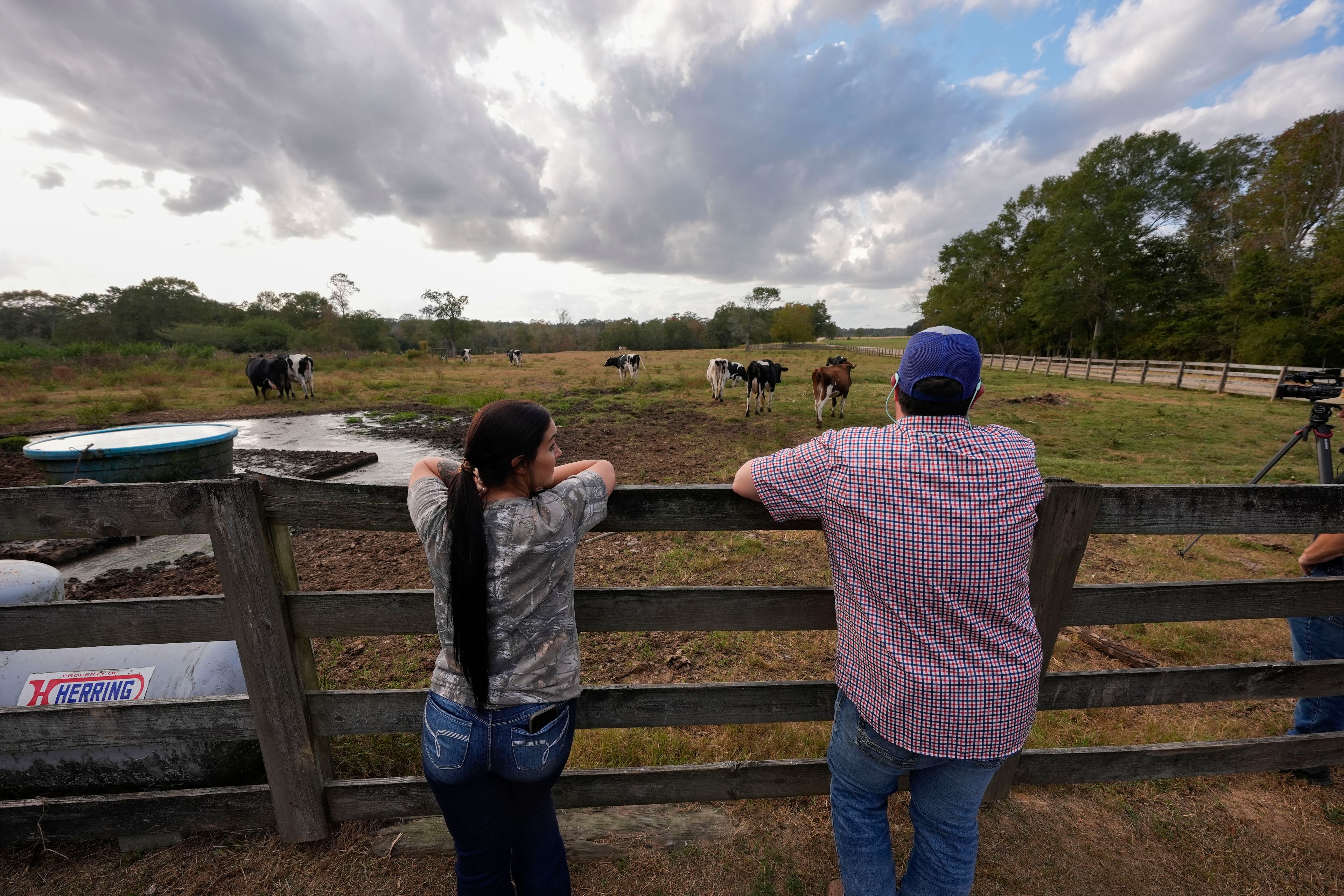 Aubrey Jarrell and his fiancée Stacey Coll watch their cows go to pasture after their 3 p.m. milking at the Jarrell Bros. Dairy Farm in Kentwood, La., Wednesday, Oct. 30, 2024. (AP Photo/Gerald Herbert)