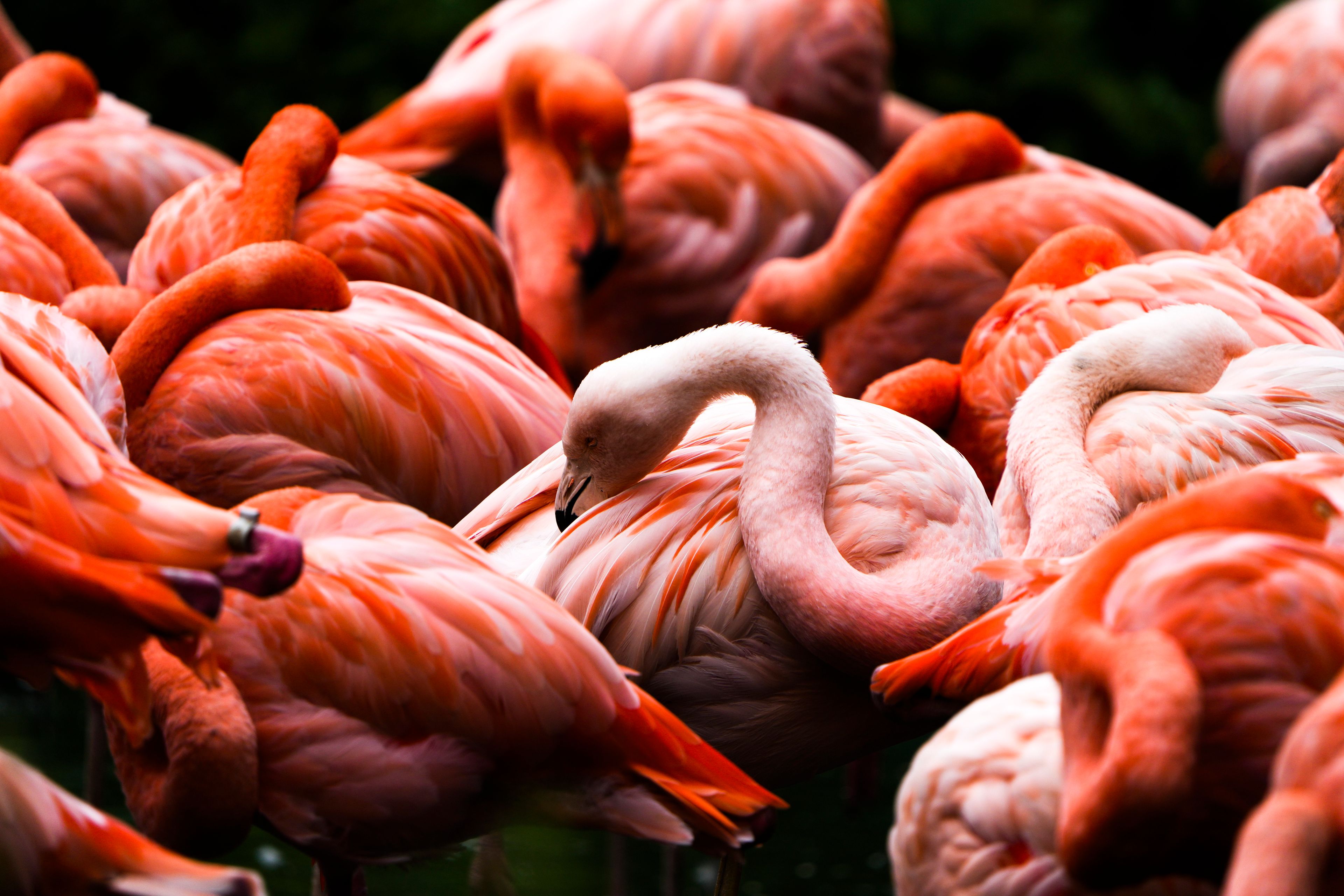 Flamingos in their enclosure at the Tierpark zoo in Berlin, Germany, Thursday, Aug. 22, 2024. (AP Photo/Markus Schreiber)