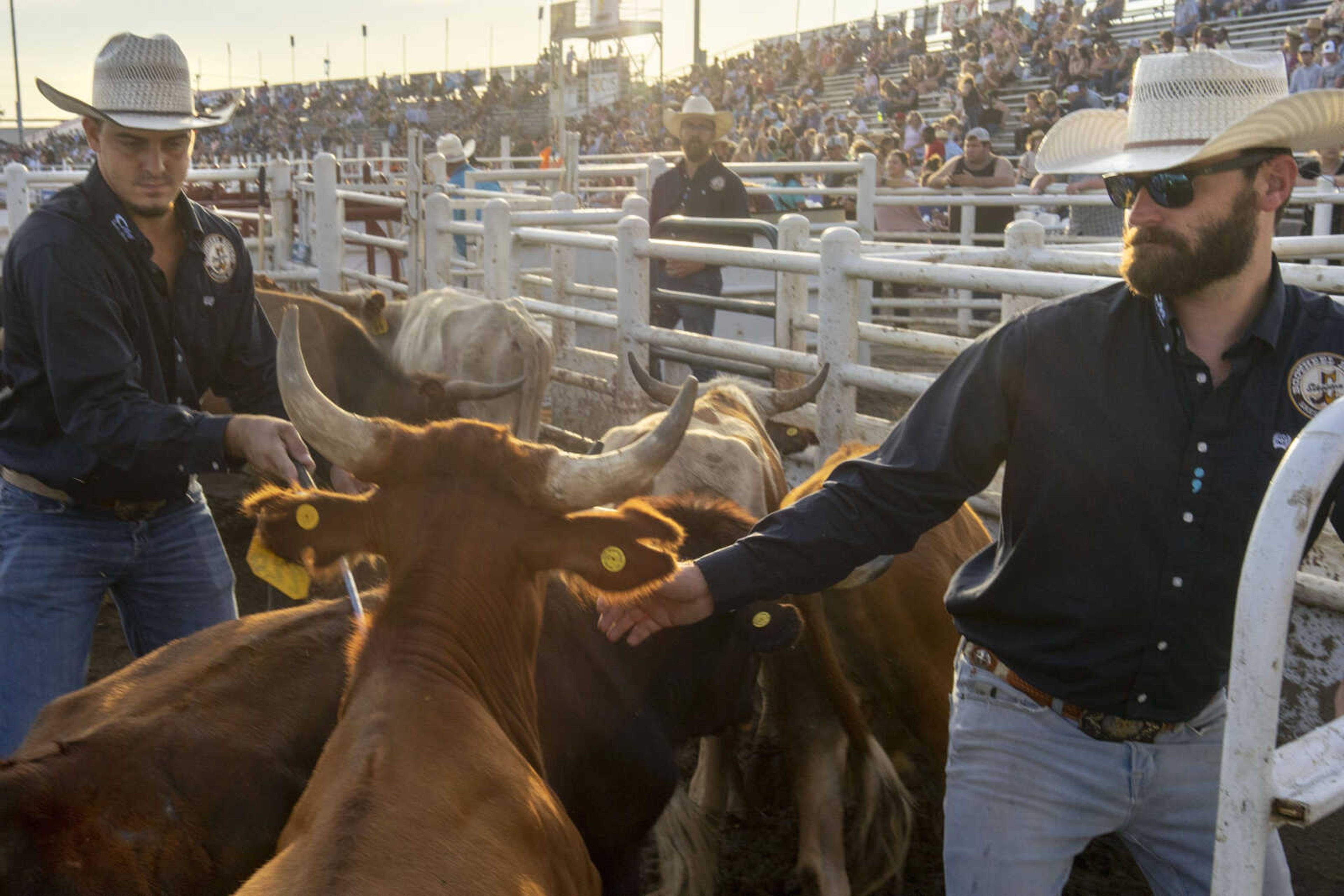 Tyler Masters, left, and Robbie Marshall move livestock in the roping box during the last night of the Sikeston Jaycee Bootheel Rodeo Saturday, Aug. 14, 2021,&nbsp;in Sikeston, Missouri.