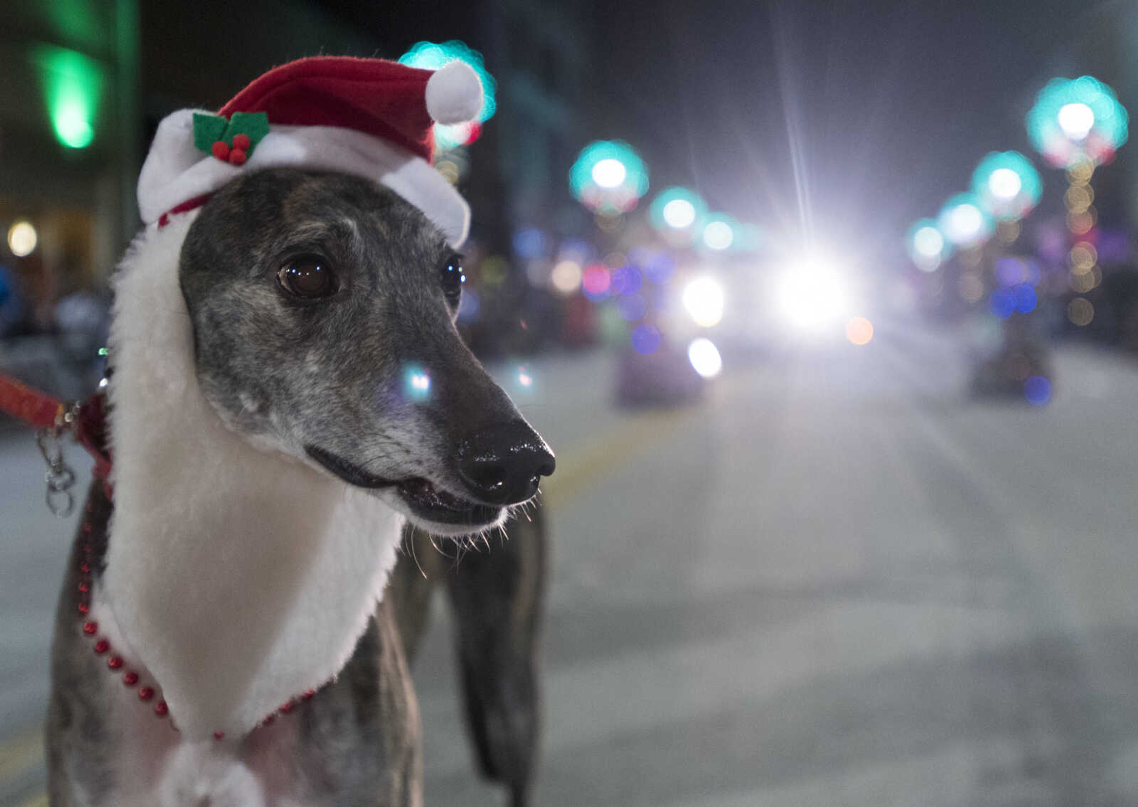 A greyhound sports a Santa hat during the 26th annual Parade of Lights Nov. 26, 2017, in Cape Girardeau.