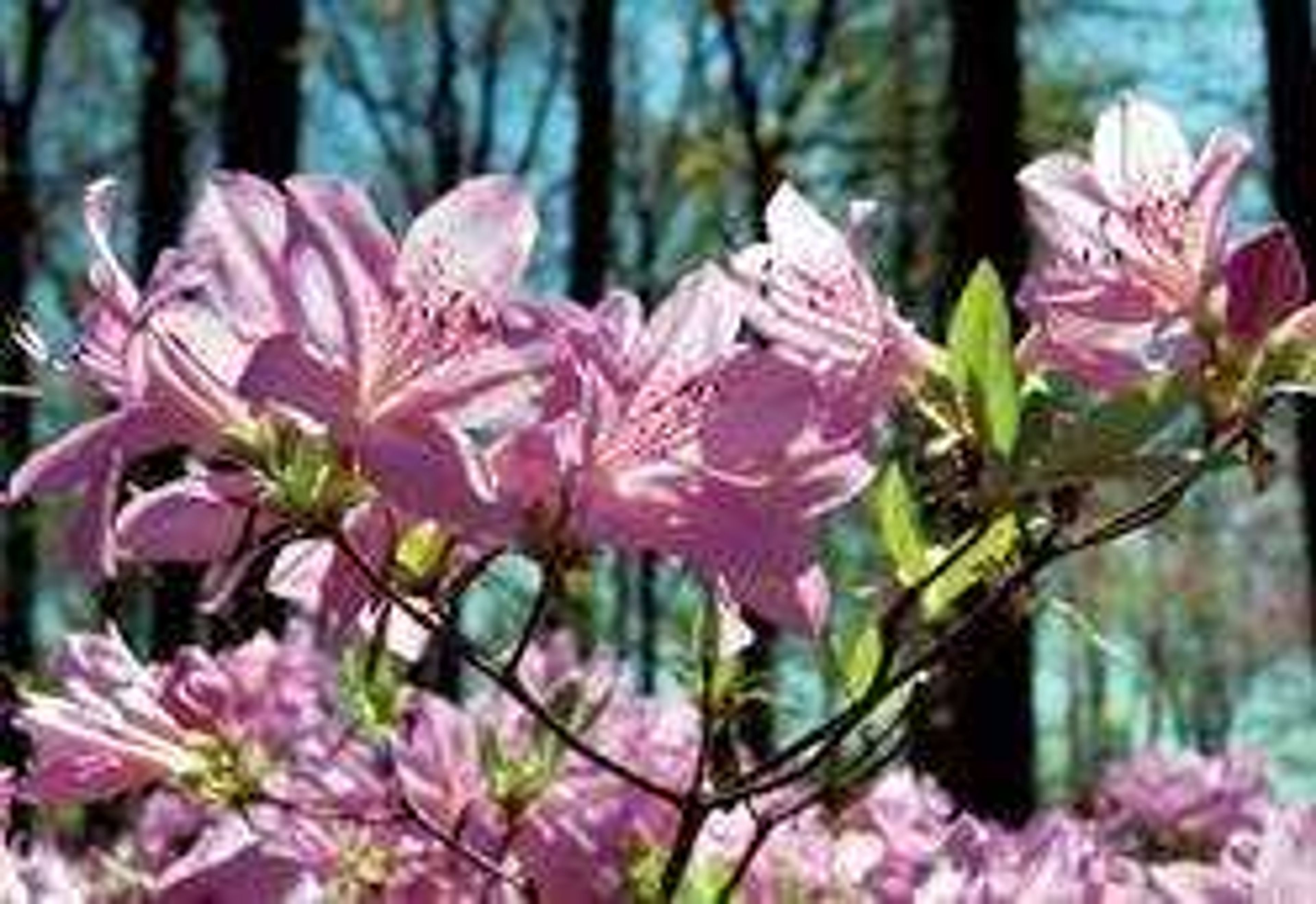 These lavender azaleas are among the blooming varieties at the Pinecrest Azalea Farm near Oak Ridge.