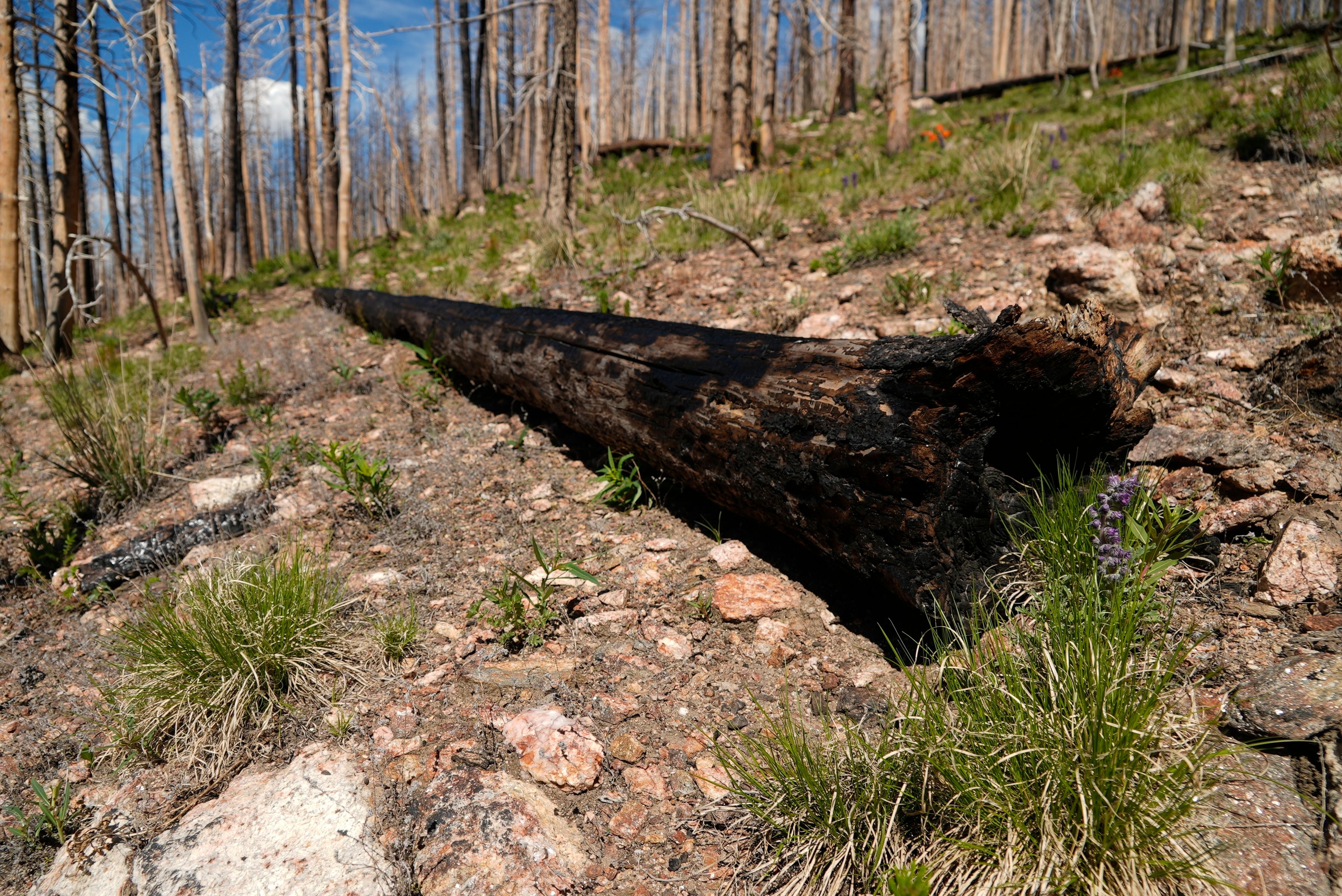 A burned tree sits on the ground Tuesday, June 11, 2024, in Bellvue, Colo., at the site of the 2020 Cameron Peak Fire. (AP Photo/Brittany Peterson)