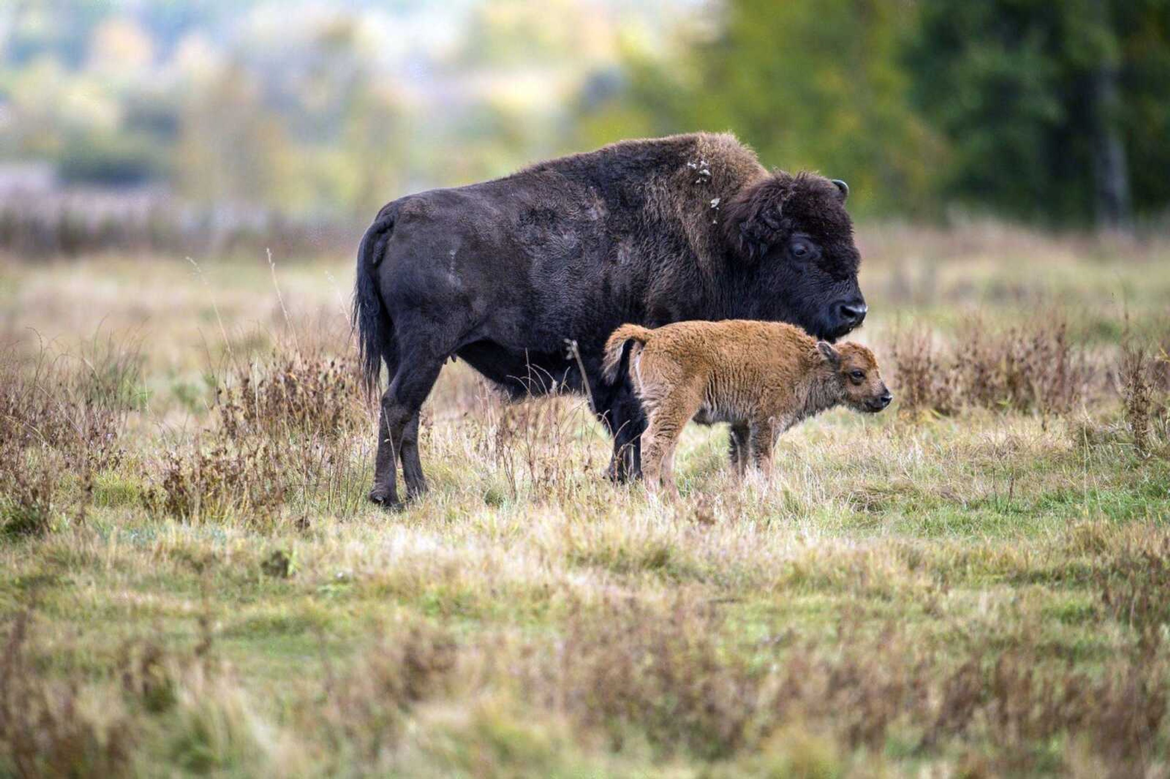 A bison and its calf roam in a section of the Elk Island National Park in Canada. Descendants of a bison herd captured and sent to Canada more than 140 years ago will be relocated to a Montana American Indian reservation.