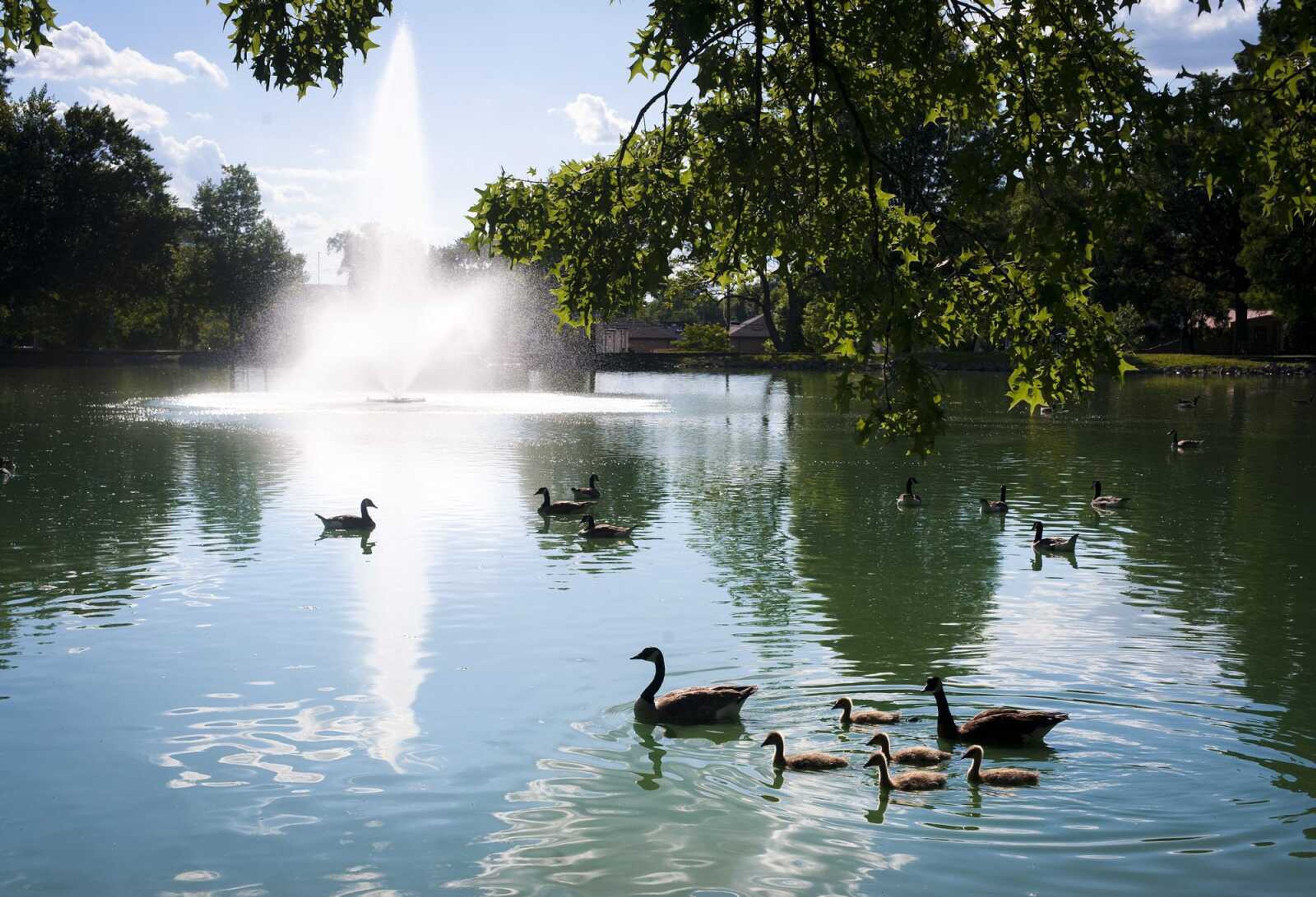 Ducks and geese swim in the Capaha Park lagoon June 24, 2020, in Cape Girardeau.