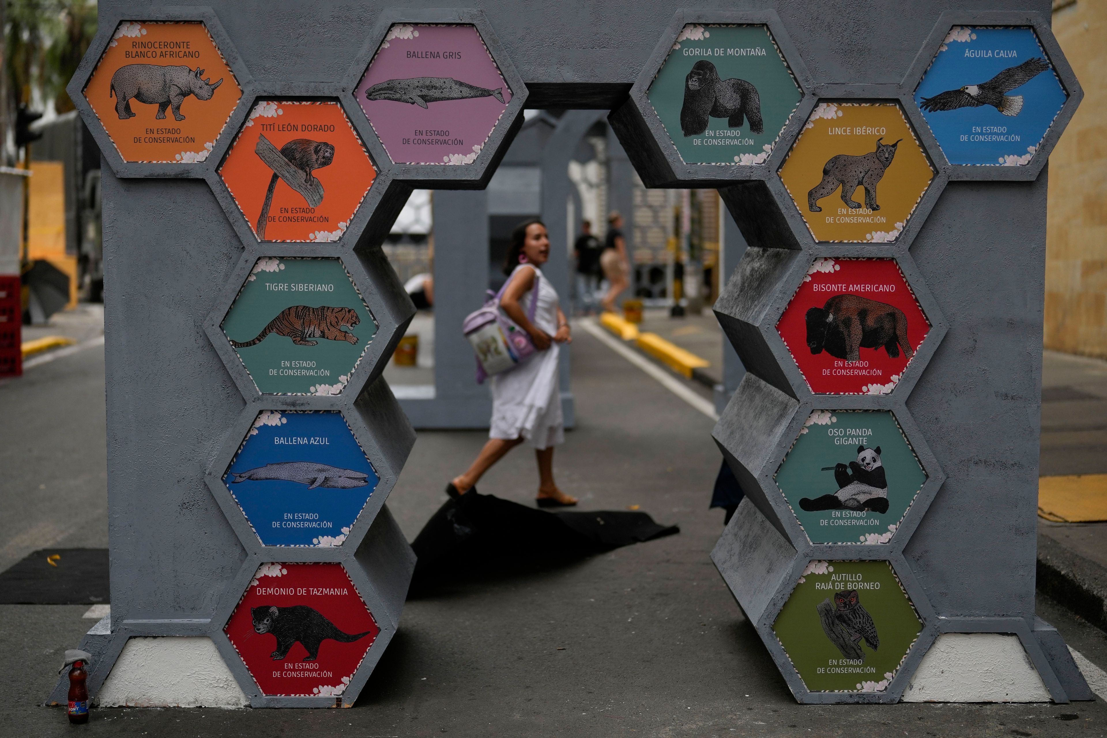 Animals in risk of extinction display is exhibited in the green zone, a day ahead of the COP16 United Nations biodiversity conference, in host city Cali, Colombia, Saturday, Oct. 19, 2024. (AP Photo/Fernando Vergara)