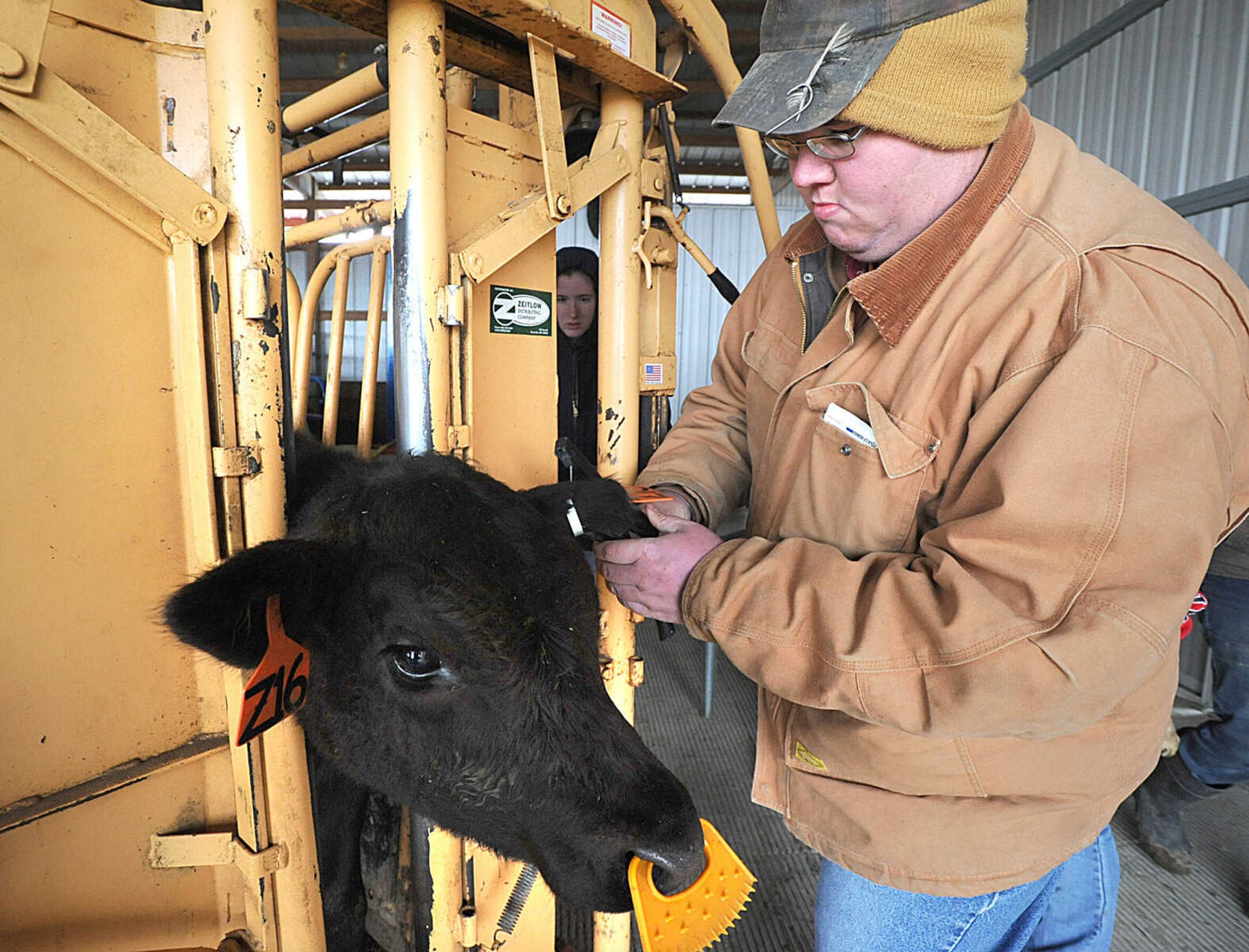 LAURA SIMON ~ lsimon@semissourian.com

Bryan Thornburgh applies a tag to the ear of a calf at Southeast Missouri State University's David M. Barton Agriculture Research Center in Gordonville.