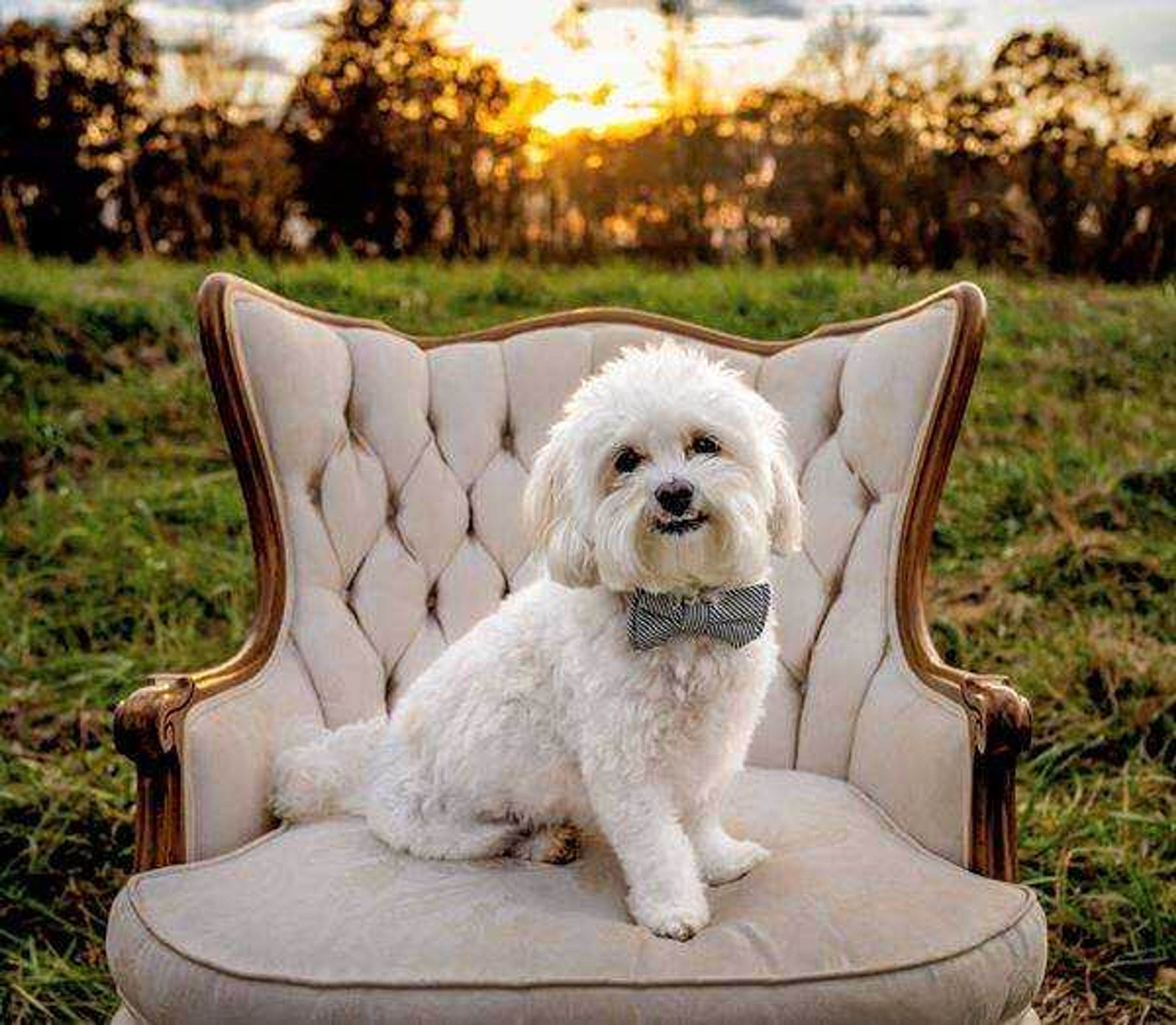 King of the Kingdom - Sixteen pound Maltese, Duke, is known for being king of his neighborhood with his intimidating underbite and bark.