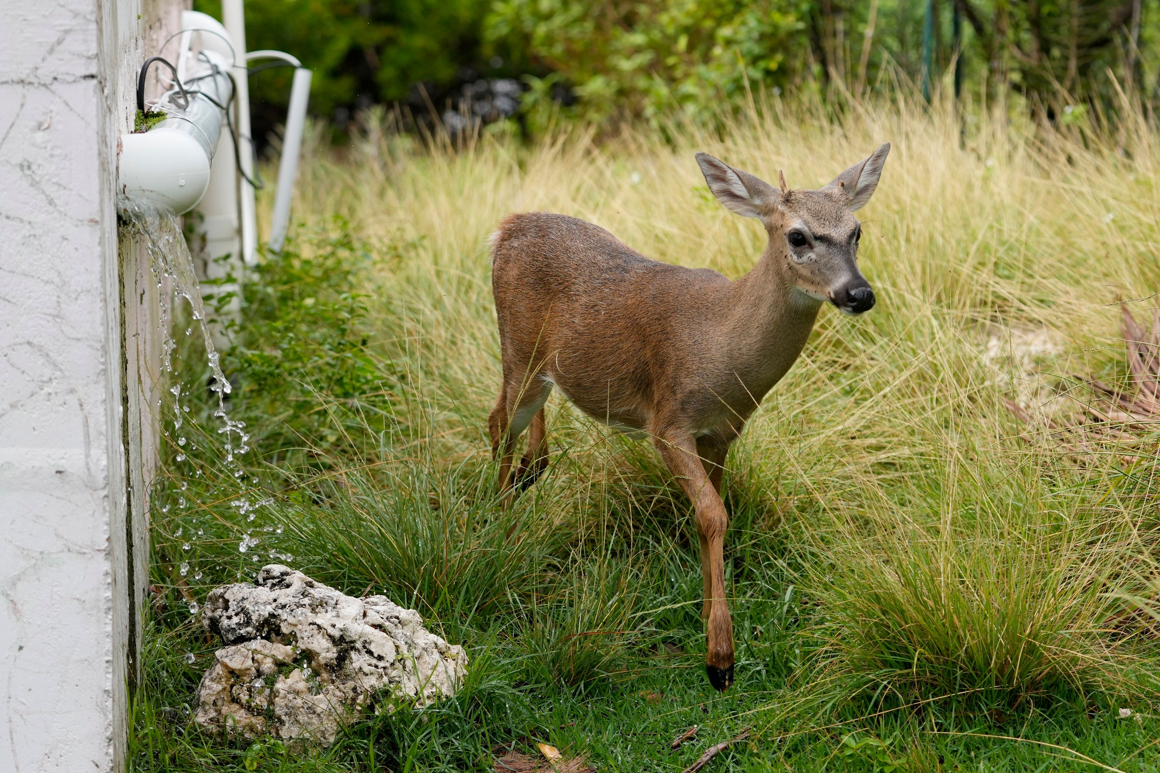 A Key Deer, the smallest subspecies of the white-tailed deer that have thrived in the piney and marshy wetlands of the Florida Keys, walks past collected rainwater flowing from a drain in a residential neighborhood Wednesday, Oct. 16, 2024, in Big Pine Key, Fla. (AP Photo/Lynne Sladky)