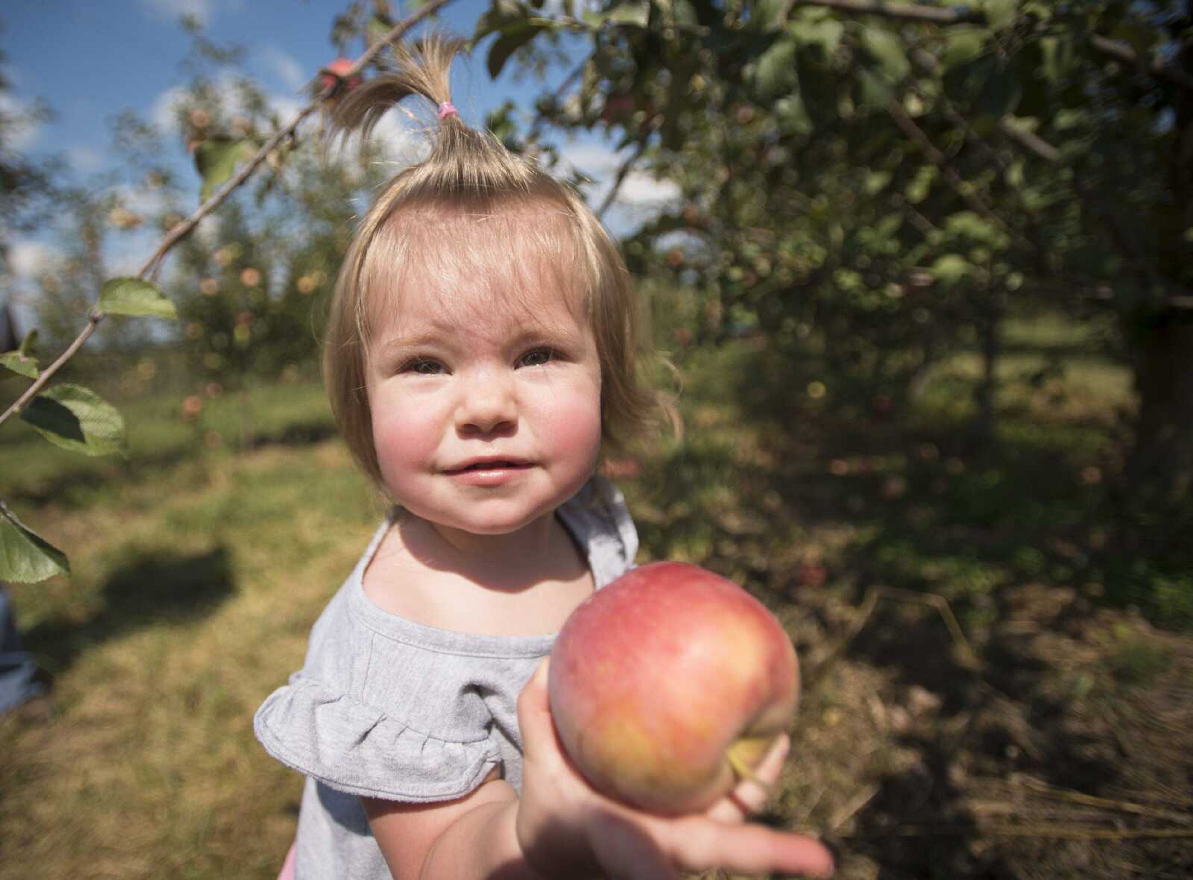 Lilly McQuillen, 1, picks up an apple at Knowlan Family Farm Saturday, Sept. 16, 2017 in Burfordville.