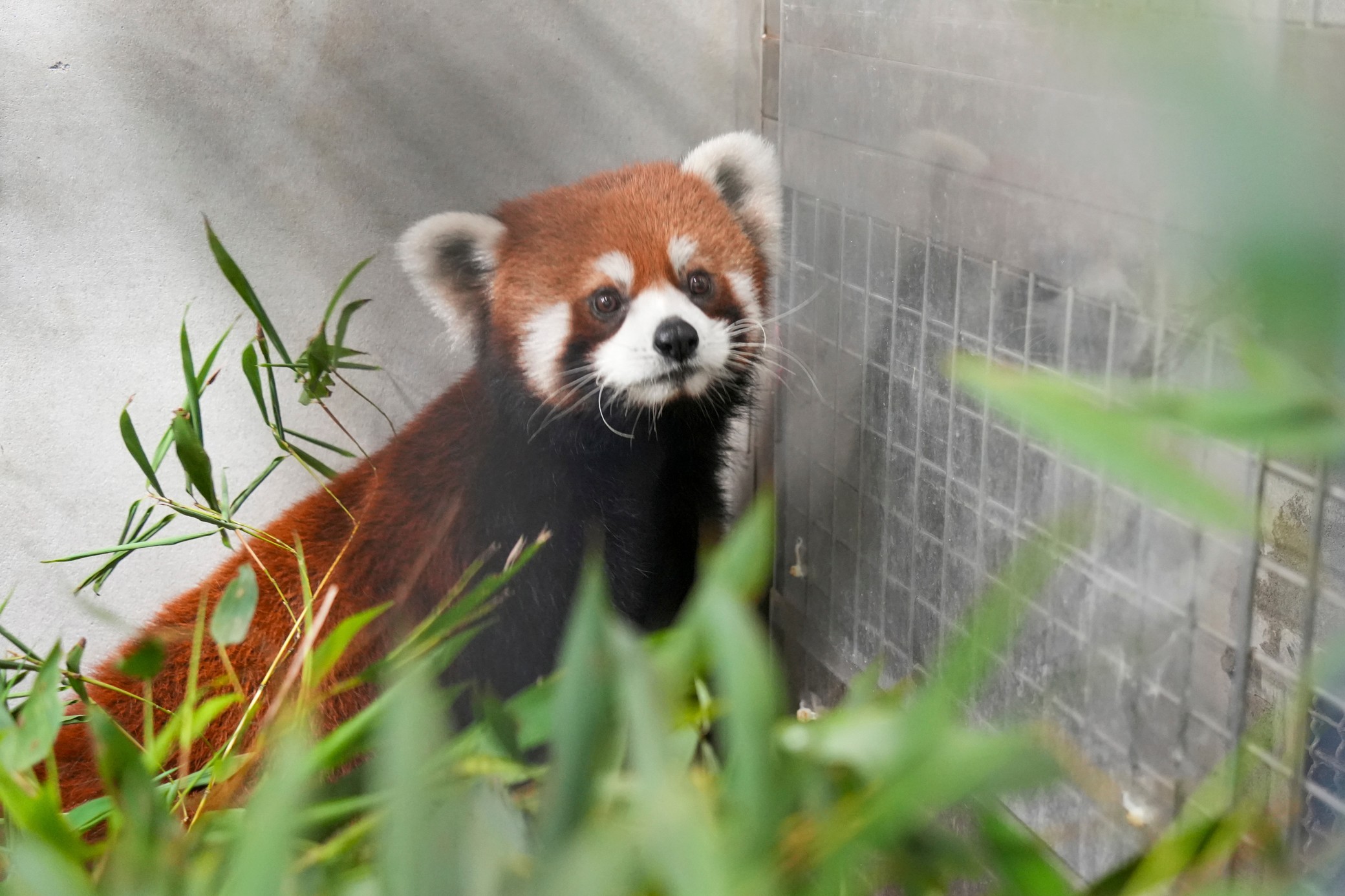 Taipei Zoo welcomes a pair of red pandas from China, first i