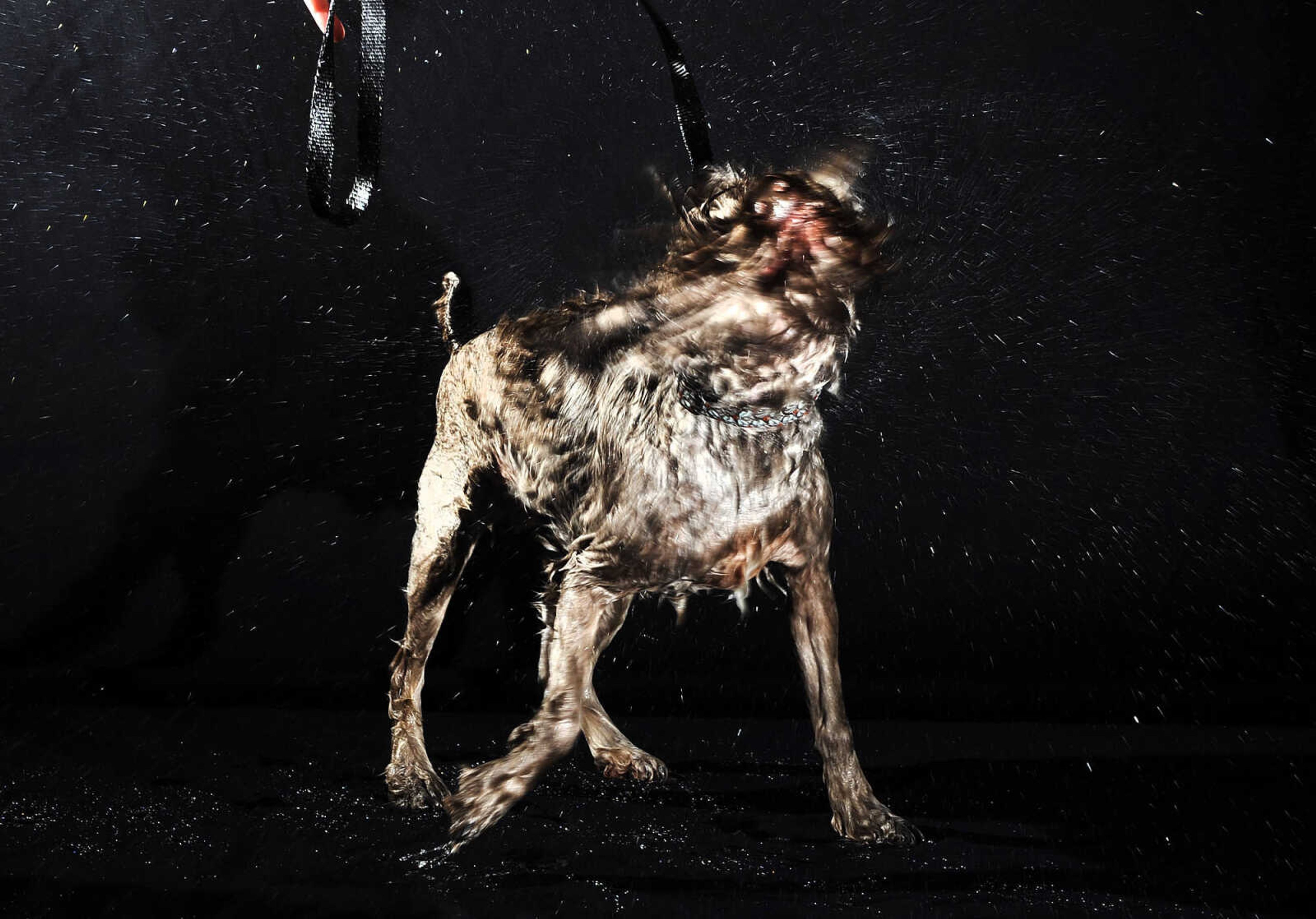 LAURA SIMON ~ lsimon@semissourian.com

Doggy Swim Day at Cape Splash, Sunday, Sept. 27, 2015, in Cape Girardeau. Leashed dogs got to swim and play in the lazy river and swimming pools with their owners. Proceeds from event benefit the Cape Girardeau Parks and Recreation Foundation.