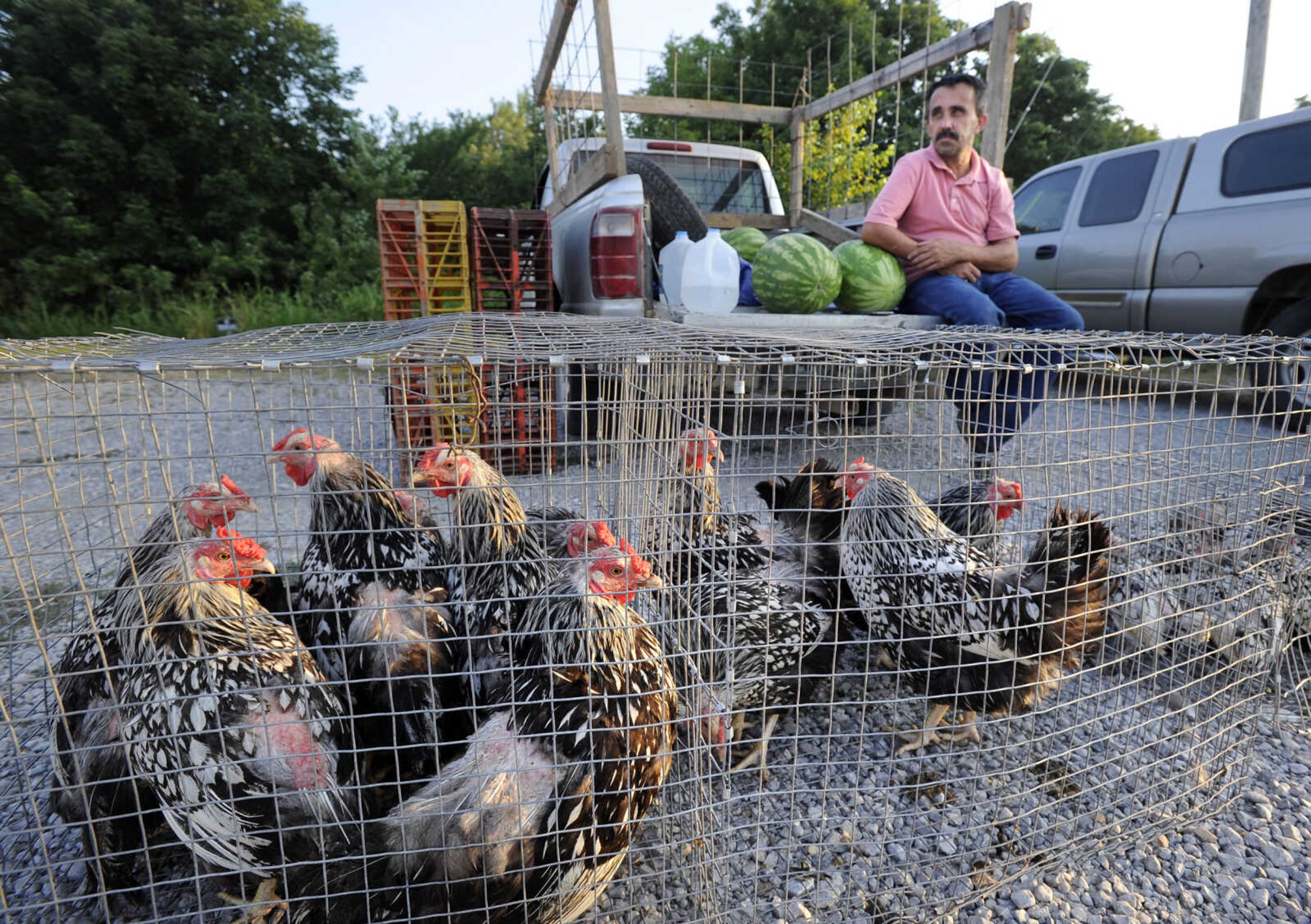 FRED LYNCH ~ flynch@semissourian.com
Tim Hart of Puxico, Missouri offers silver-laced Wyandotte chickens and watermelons Saturday, July 14, 2018 at the Fruitland Swap Meet in Fruitland.