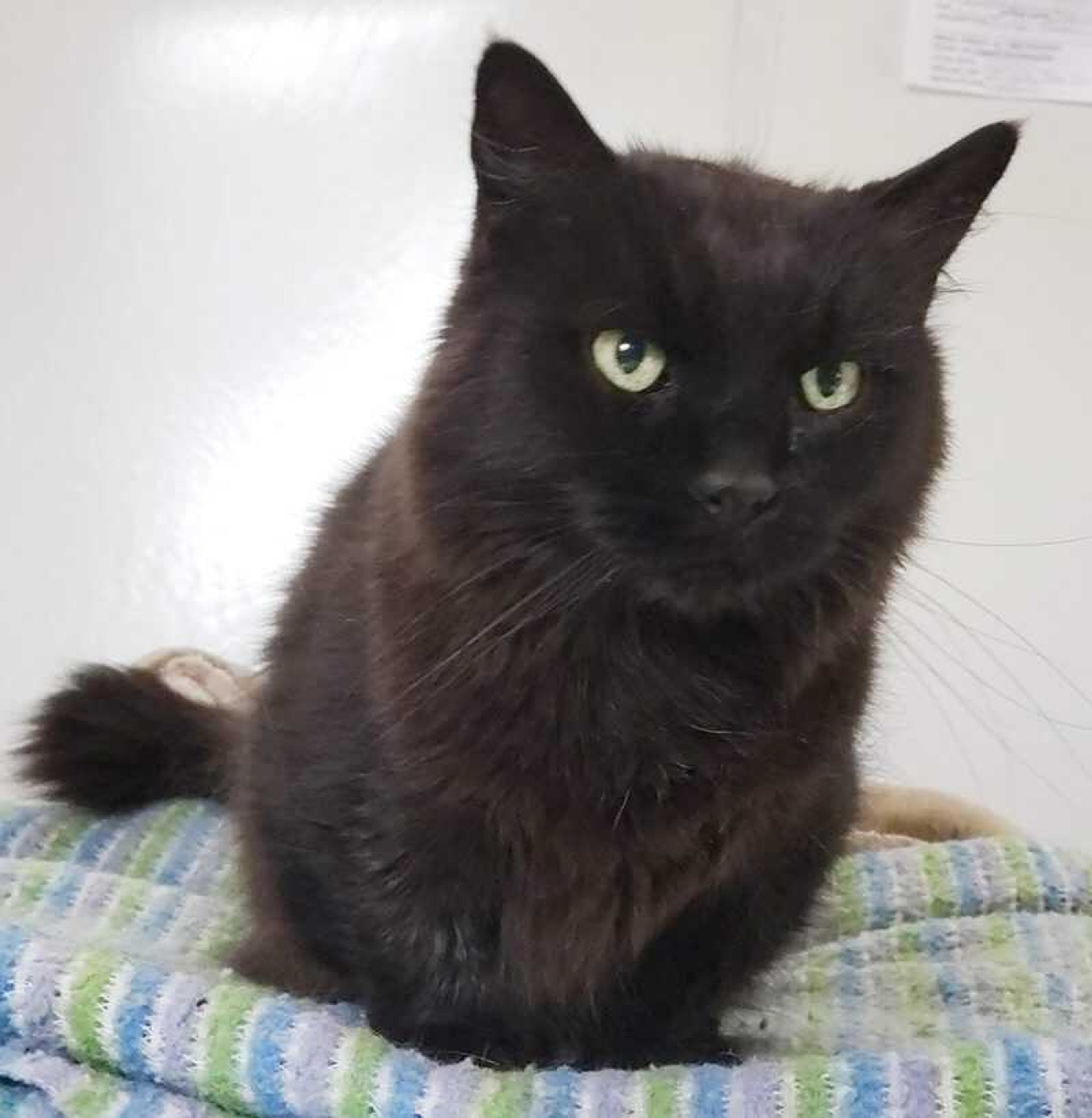 This sweet guy is Midnight. He is a 14-year-old male in need of a loving home. He is available for adoption at Safe Harbor; call (573) 243-9823.