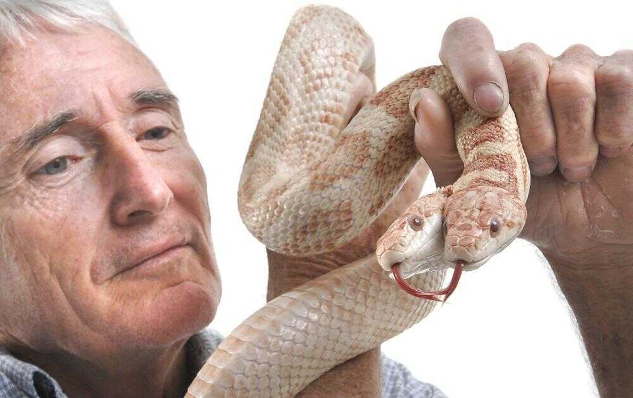 Fred Lally of West Fork, Ark. showed Golden Girls, a two-headed, albino black rat snake, which can be seen this week at the SEMO District Fair. (Fred Lynch)