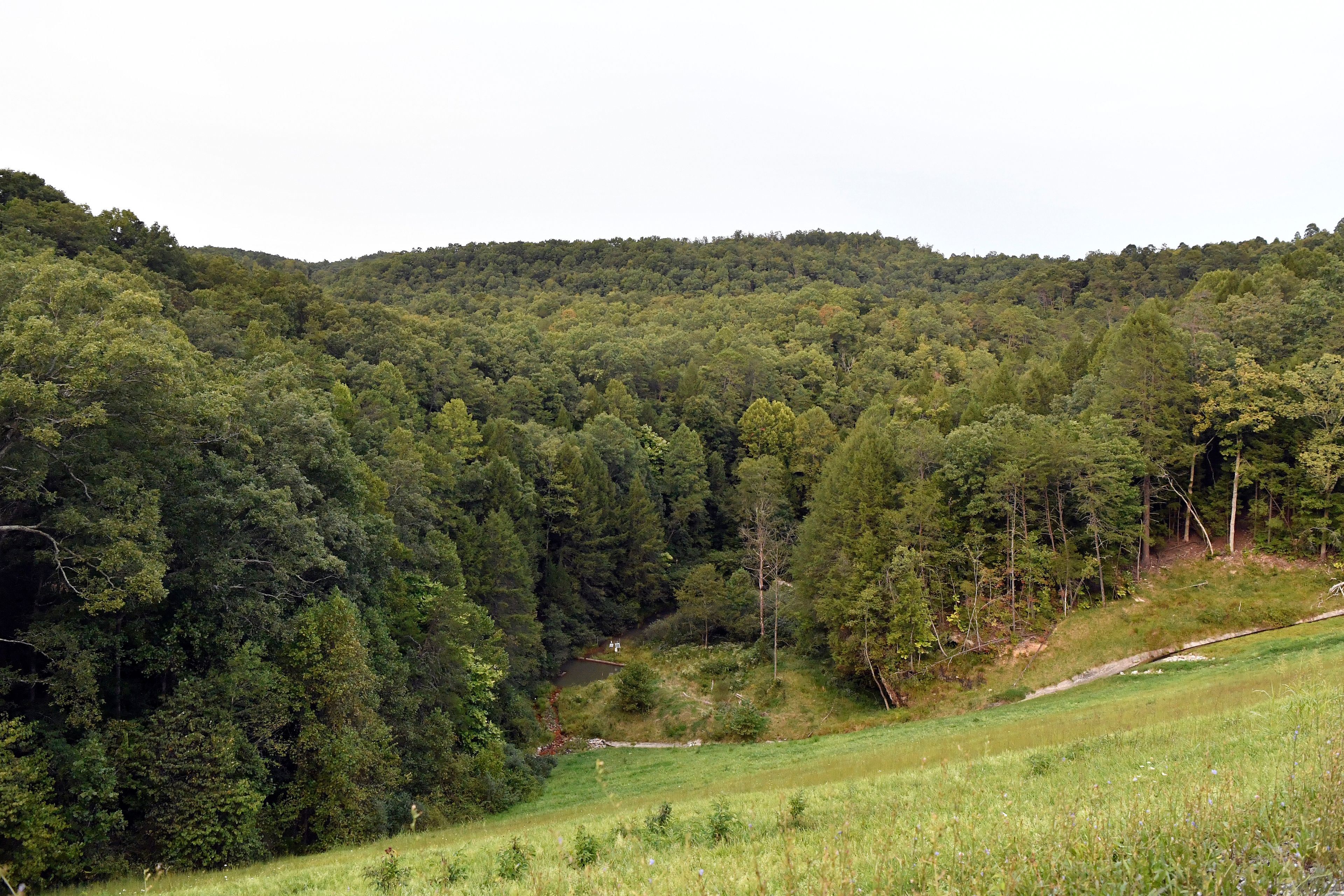 Trees stand in wooded areas alongside Interstate 75 near Livingston, Ky., Sunday, Sept. 8, 2024, as police search for a suspect in a shooting Saturday along the Interstate. (AP Photo/Timothy D. Easley)