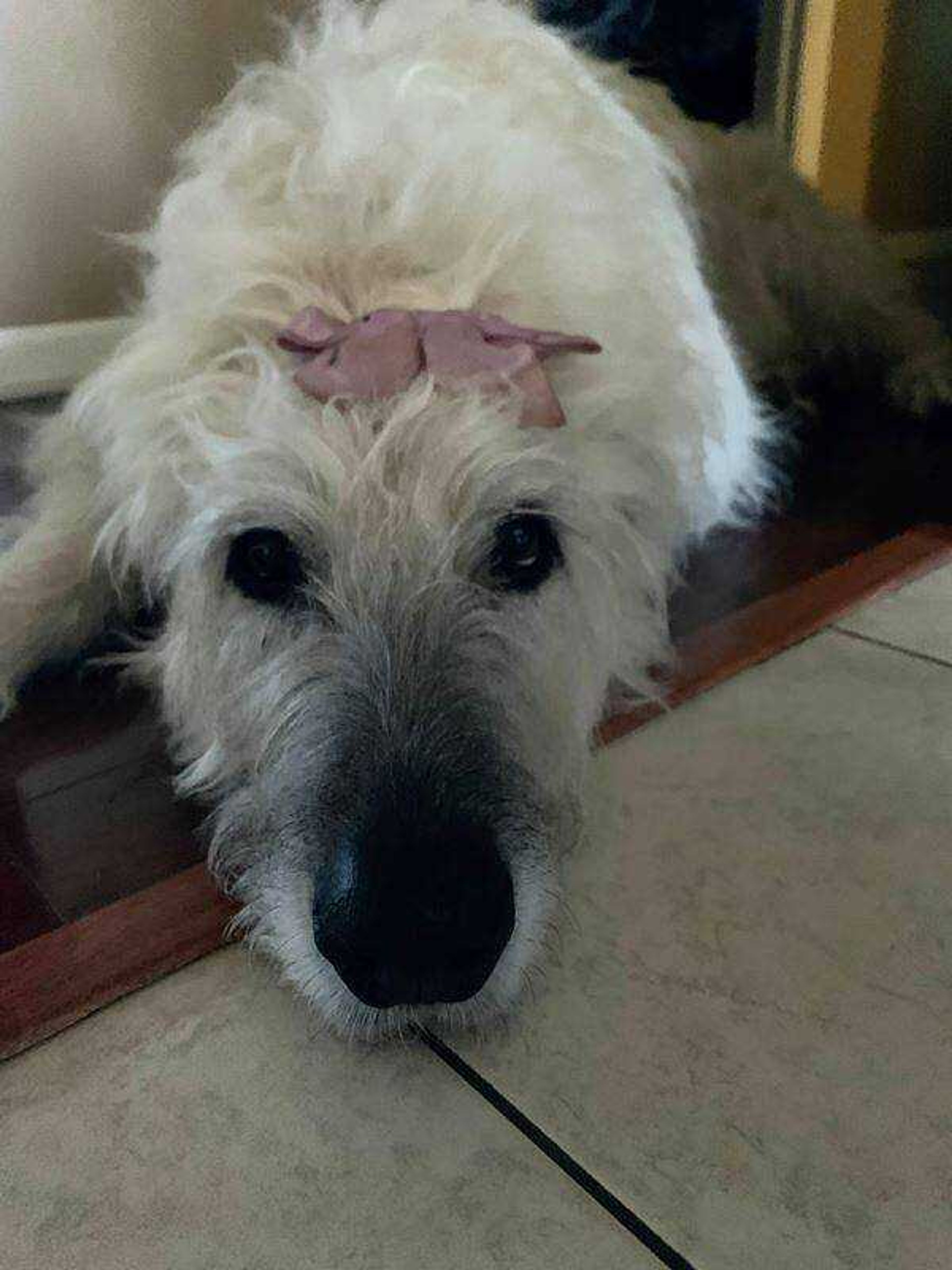 Brie the Irish Wolfhound - Brie rocking her bow after a bath. She's a 9 year old rescue and cancer survivor!