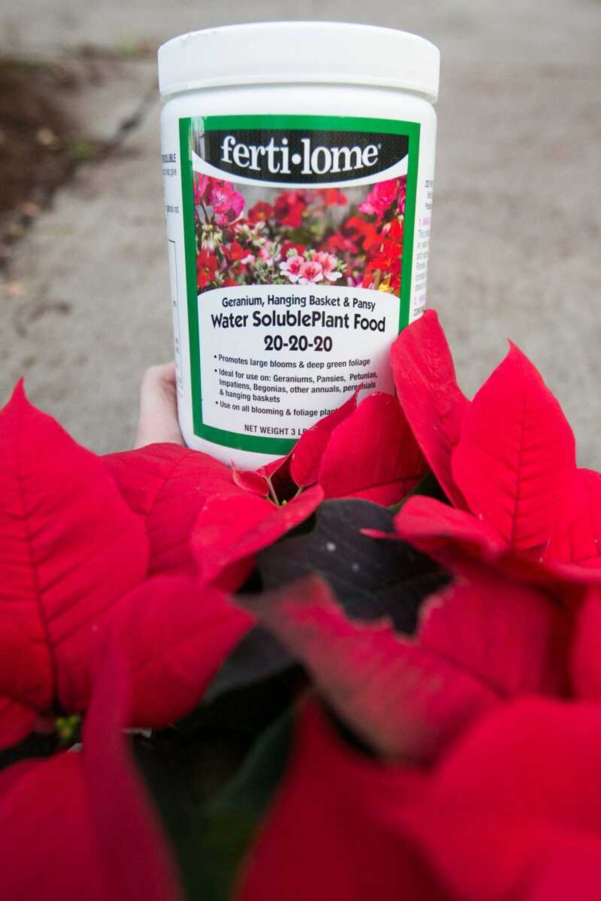 A Poinsettia and fertilizer at Sunny Hill Gardens & Florist. (Glenn Landberg)