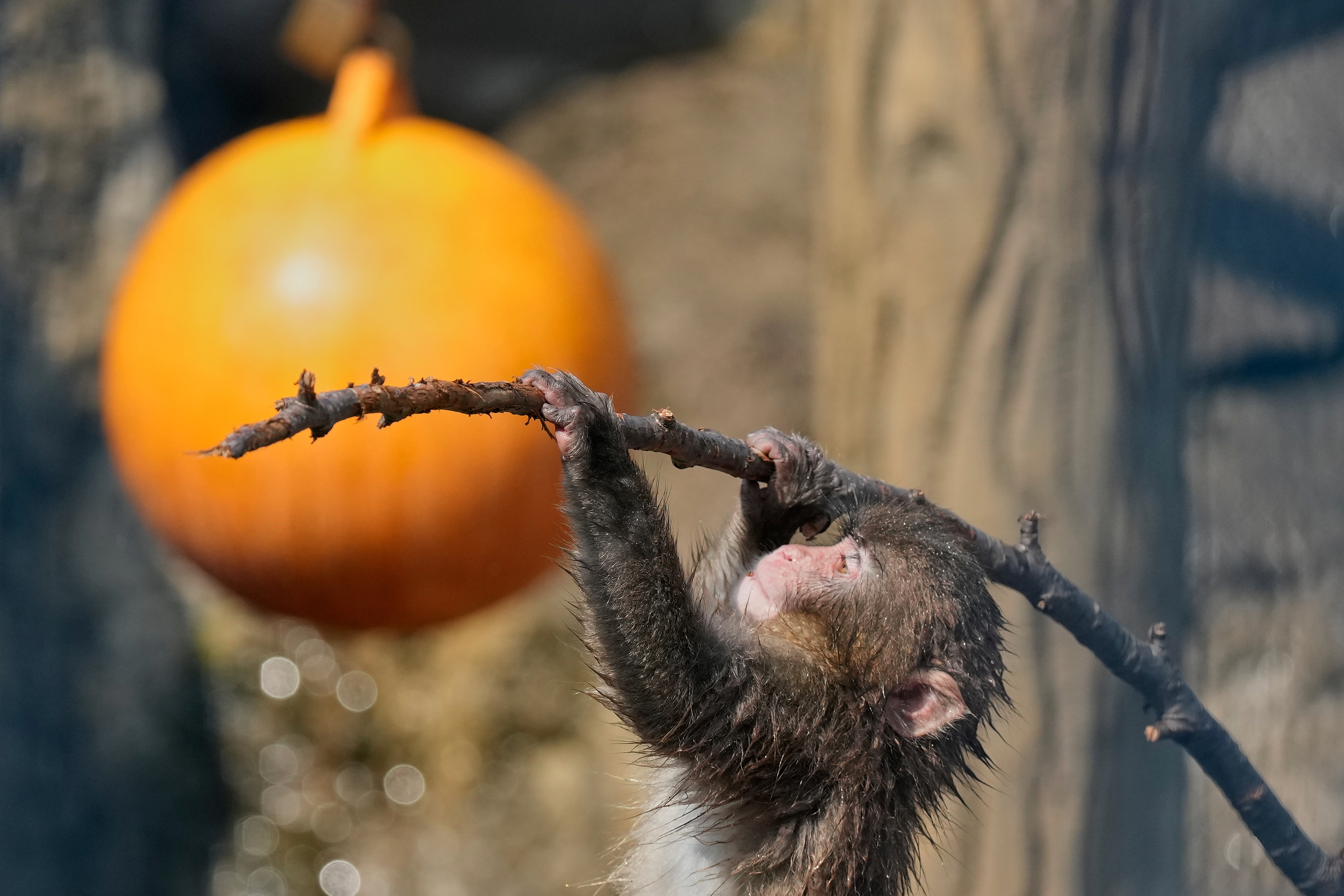 ☆MONKEY☆ Japan's monkey sensation Punch turns 1, drawing a flood of w