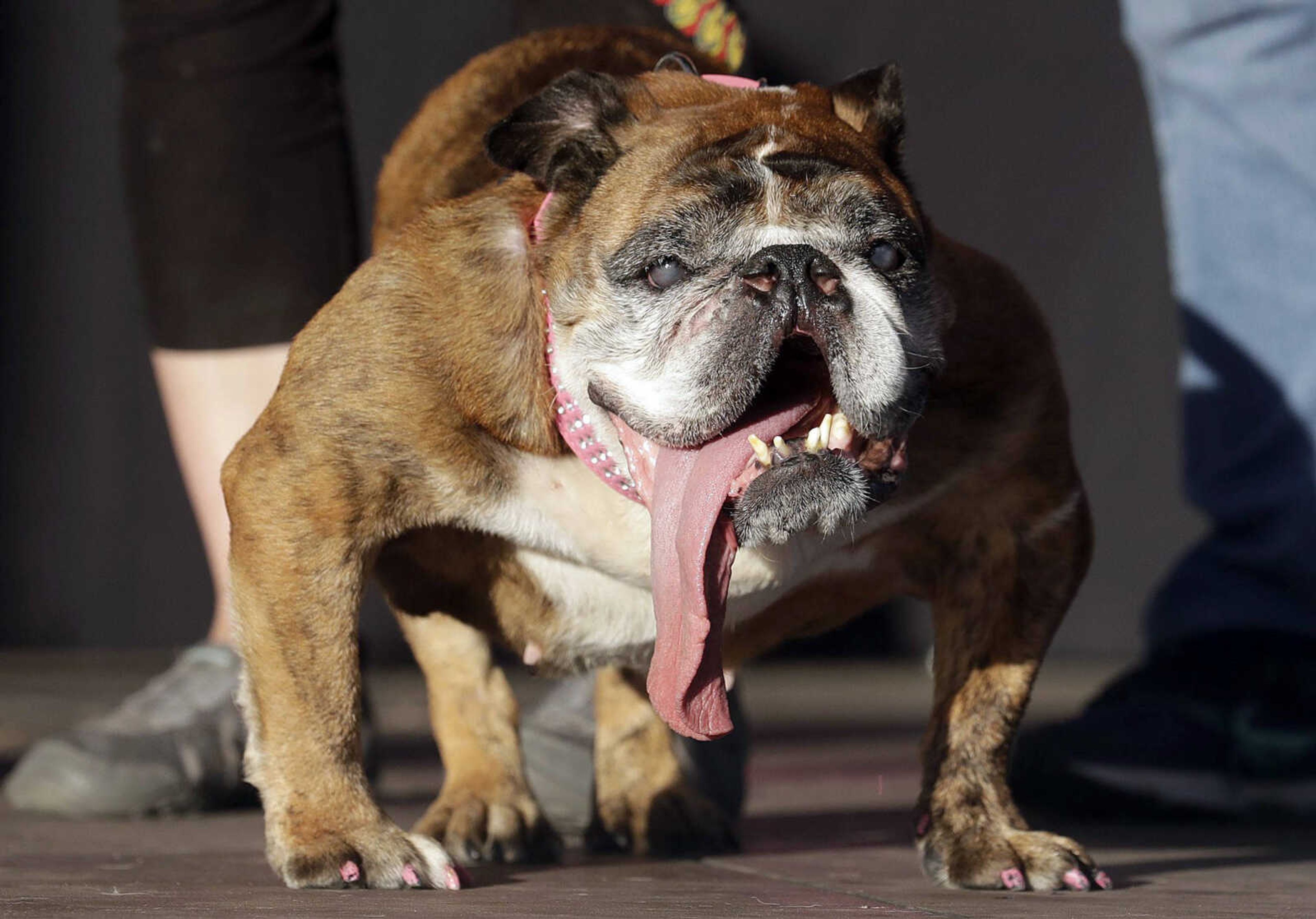 Zsa Zsa, an English bulldog owned by Megan Brainard, stands onstage after being announced the winner of the World's Ugliest Dog Contest on Saturday at the Sonoma-Marin Fair in Petaluma, California.