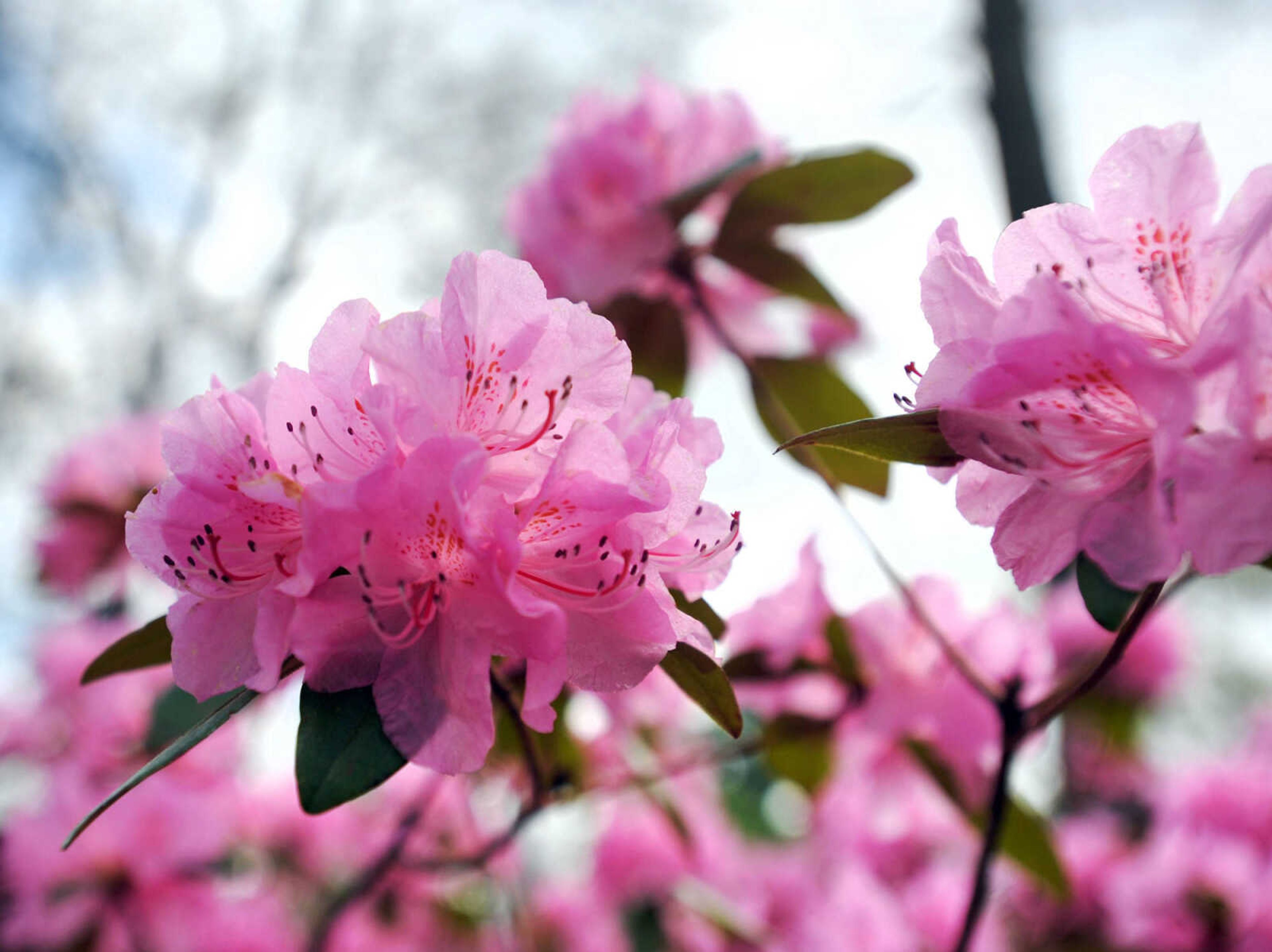 LAURA SIMON ~ lsimon@semissourian.com

Pinecrest Azalea Gardens, Thursday, April 16, 2015, in Oak Ridge, Missouri.