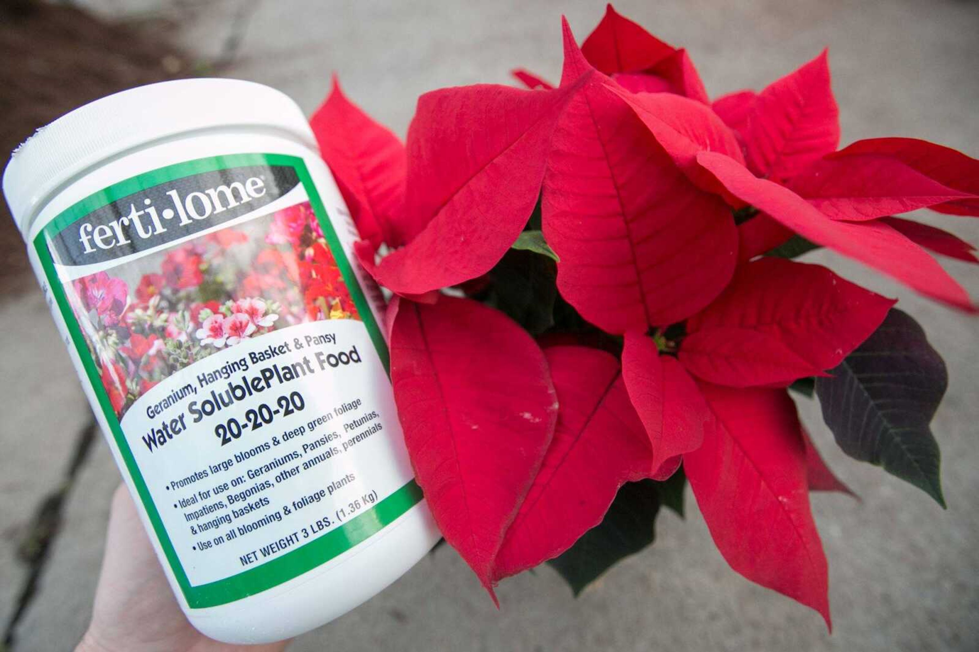 A Poinsettia and fertilizer at Sunny Hill Gardens & Florist. (Glenn Landberg)