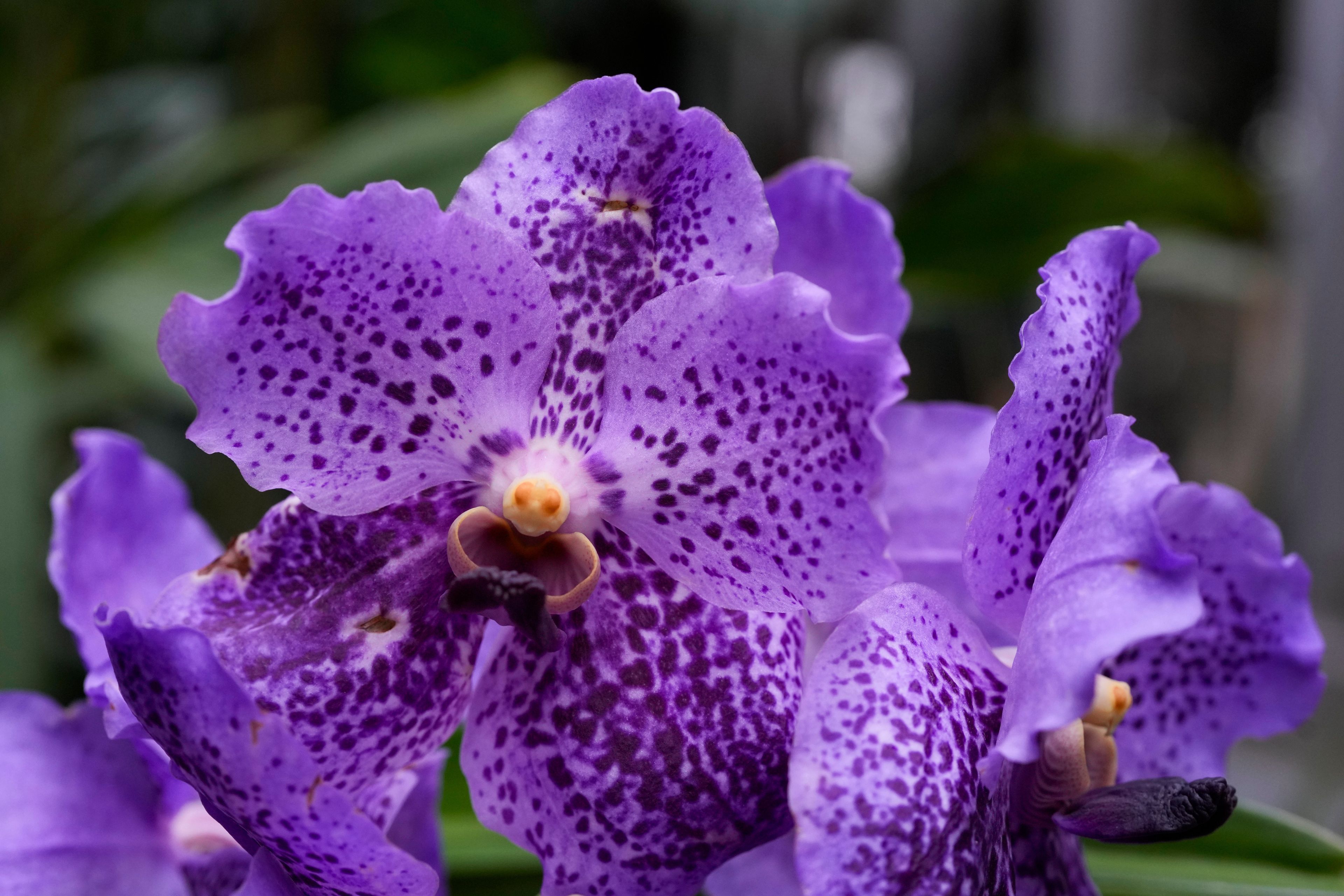 カーオーディオ flower Photos of Chicago's retro '70s themed orchids show