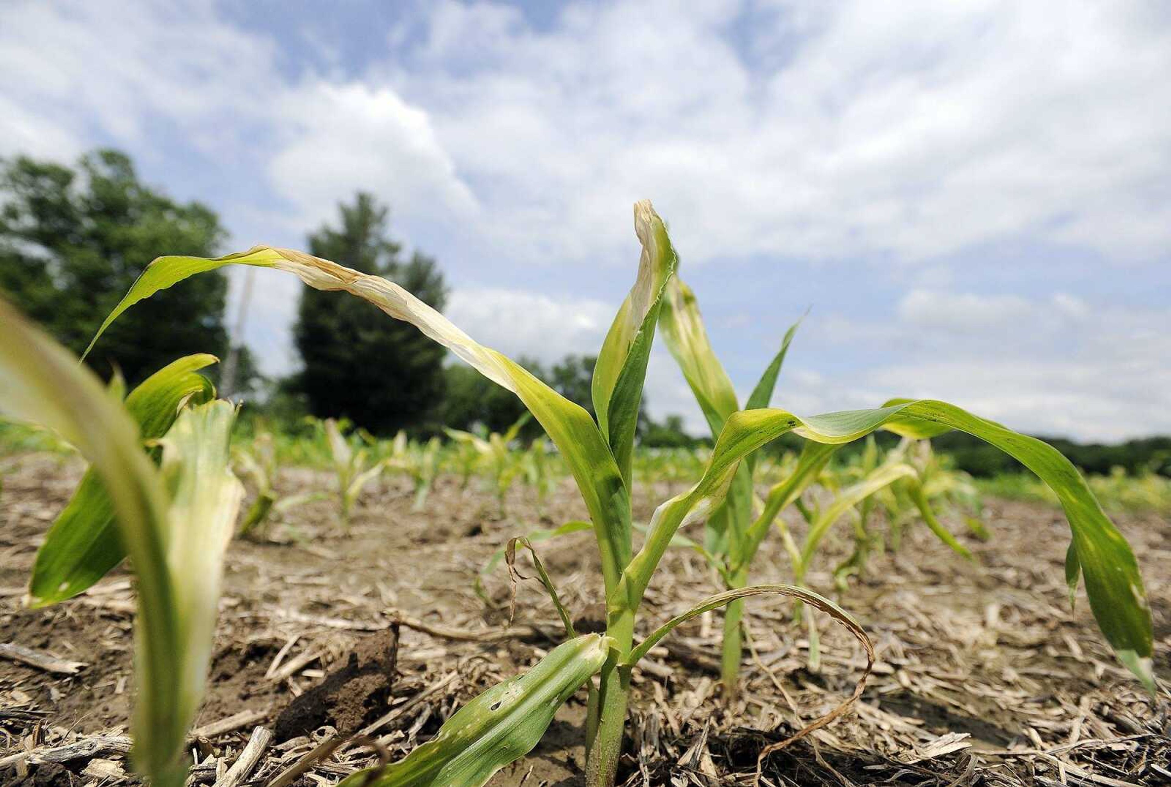 Field corn is seeing the effects of unseasonably cool temperatures.