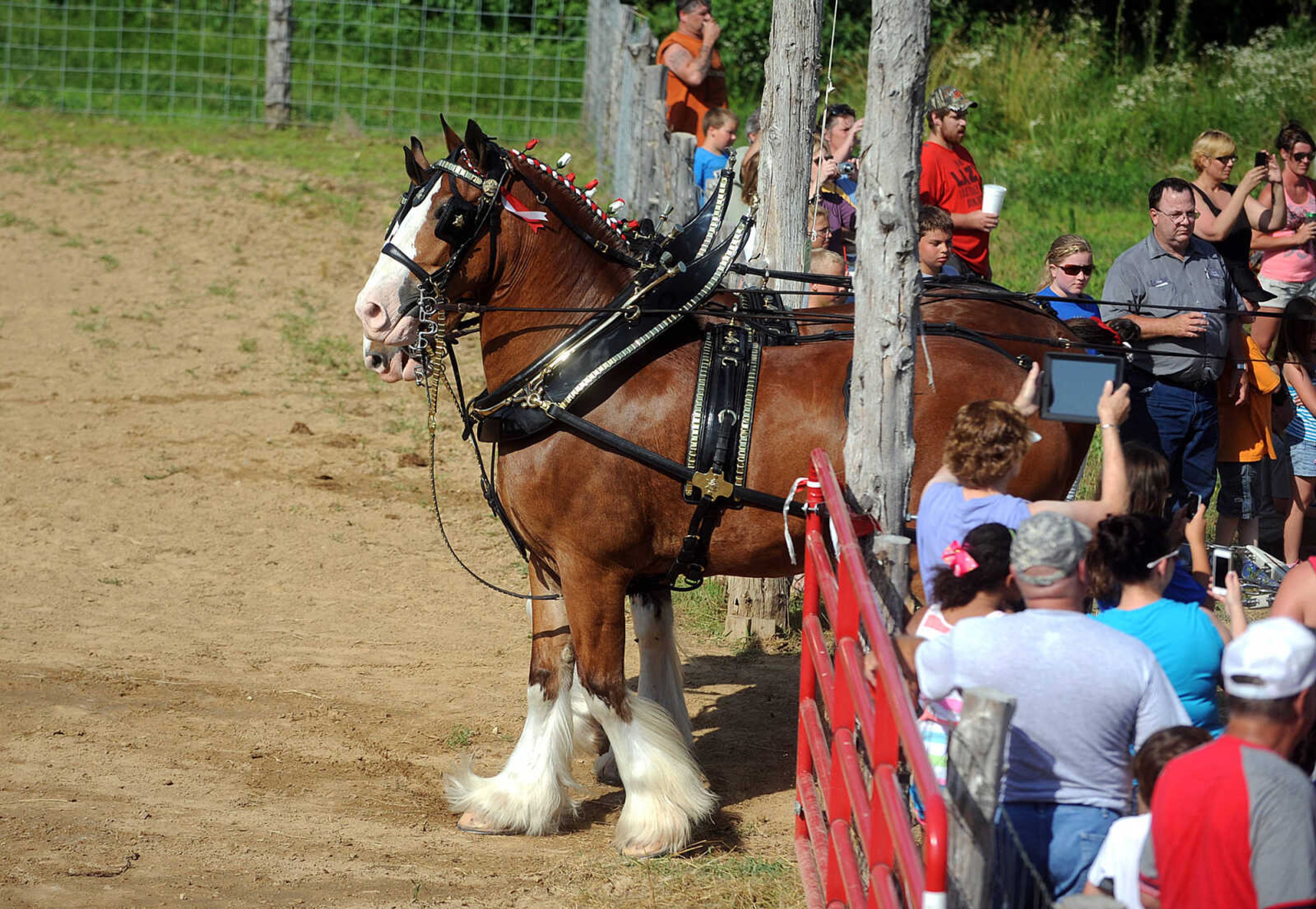 LAURA SIMON ~ lsimon@semissourian.com

The Budweiser Clydesdales make an appearance at The Hope Theraputic Horsemanship Center in Perryville, Missouri, Friday, June 20, 2014.