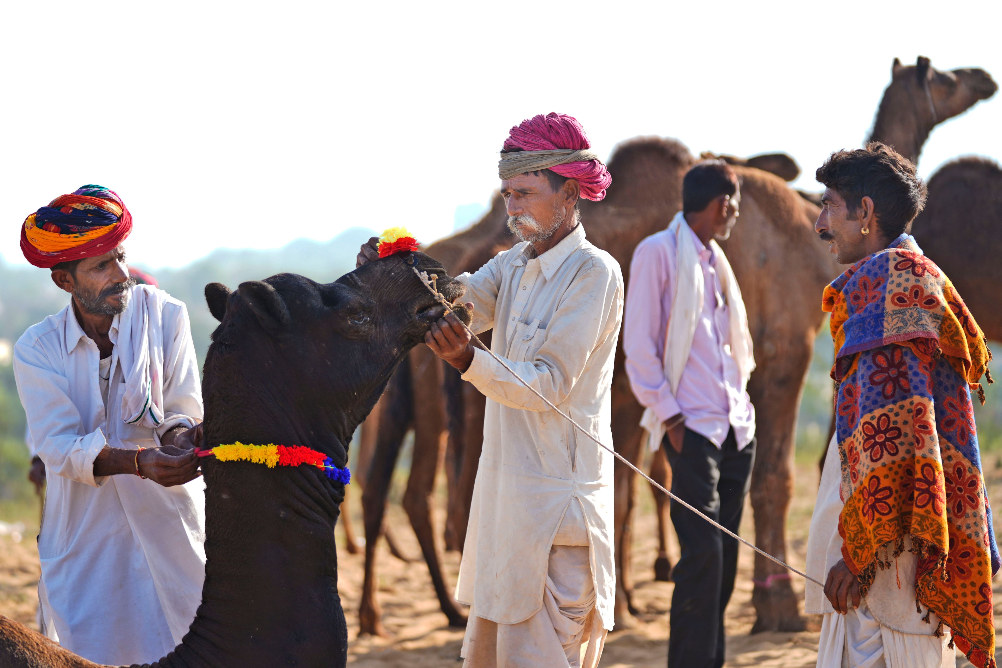 A buyer examines the teeth of a camel before deciding at a camel fair in Pushkar, in the northwestern Indian state of Rajasthan, Monday, Nov. 4, 2024. (AP Photo/Deepak Sharma)