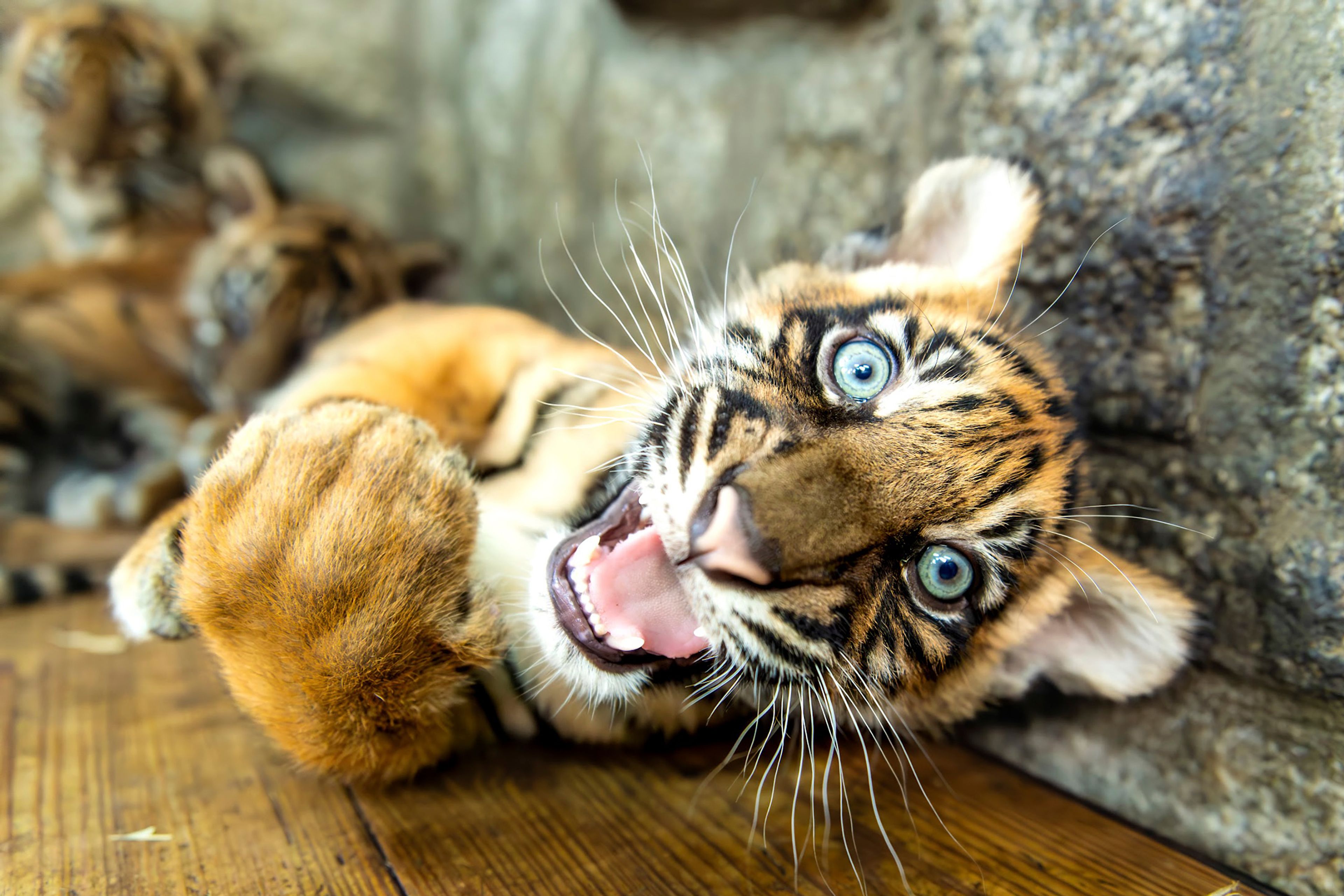 In this photo released by ZOO Wroclaw, One of four Sumatran tiger cubs is seen at the Wroclaw zoo, in Wrocław, Poland, Thursday Oct. 17, 2024. (ZOO Wrocław via AP)