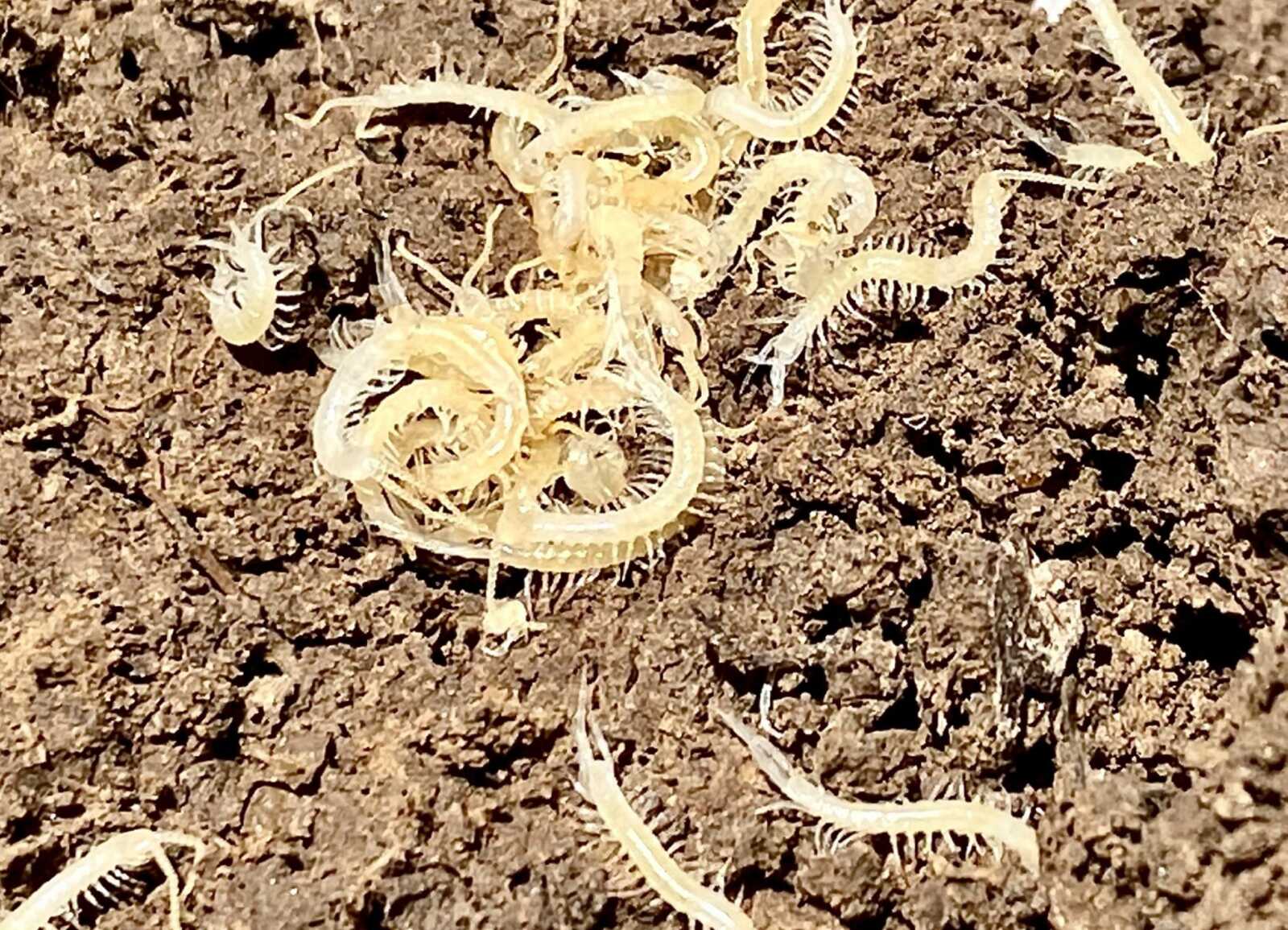 Baby soil centipedes