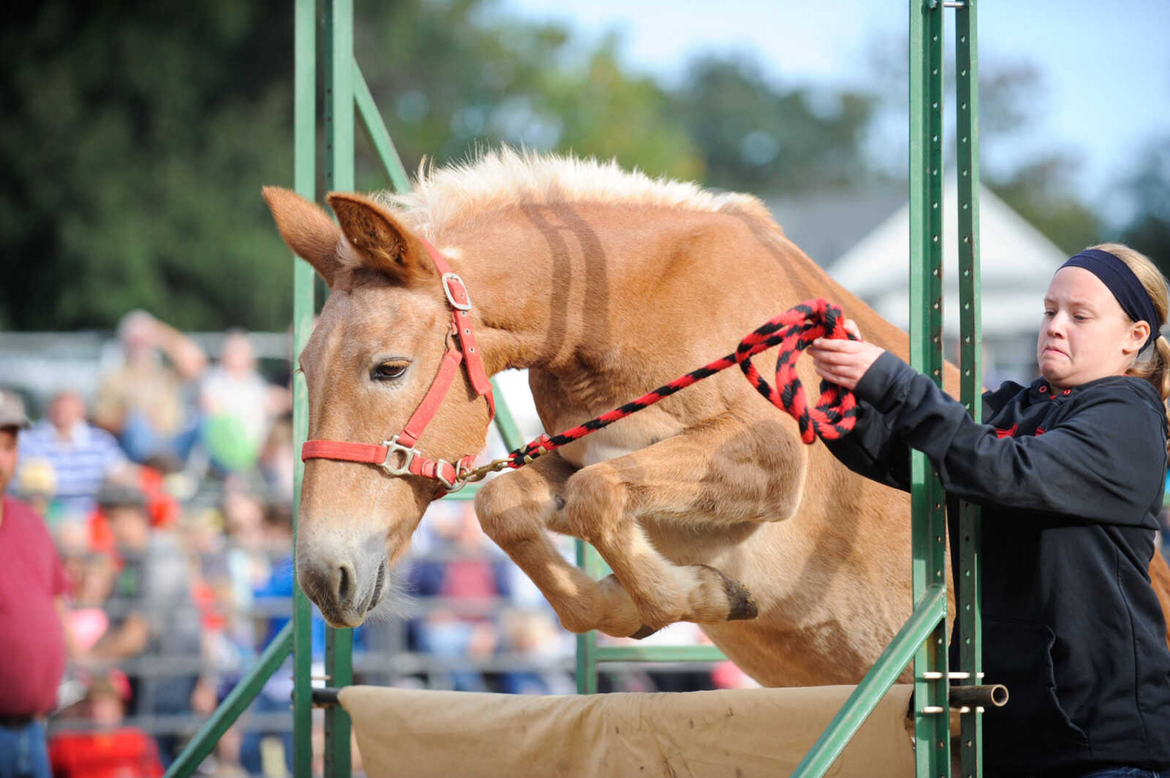 GLENN LANDBERG ~ glandberg@semissourian.com

Mule-jumping contest at the East Perry Community Fair Saturday, Sept. 26, 2015 in Altenburg, Missouri.