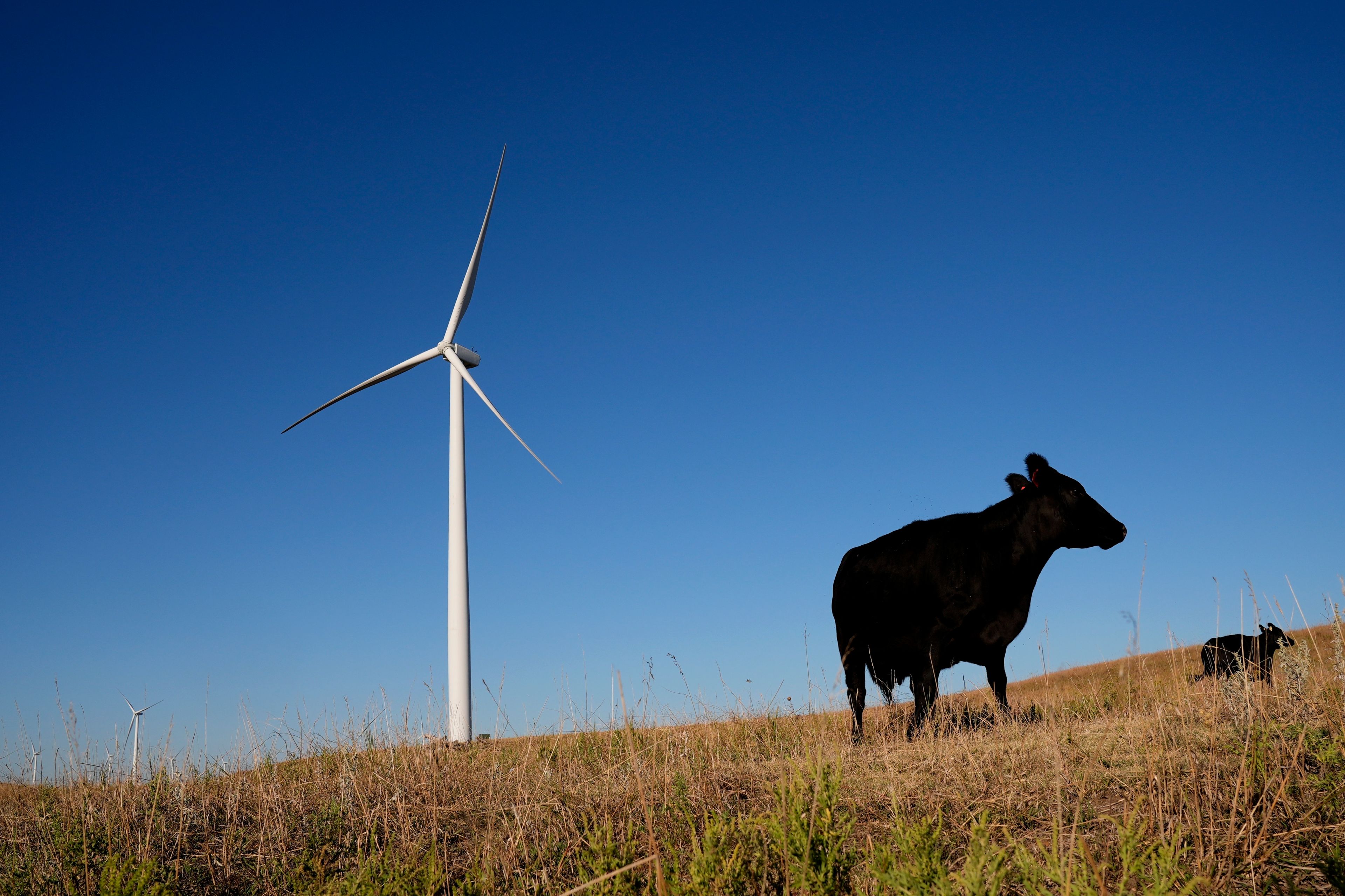 A wind turbine towers above grazing cattle at the Smoky Hills Wind Farm on Sunday, Sept. 29, 2024, near Ellsworth, Kan. (AP Photo/Charlie Riedel)