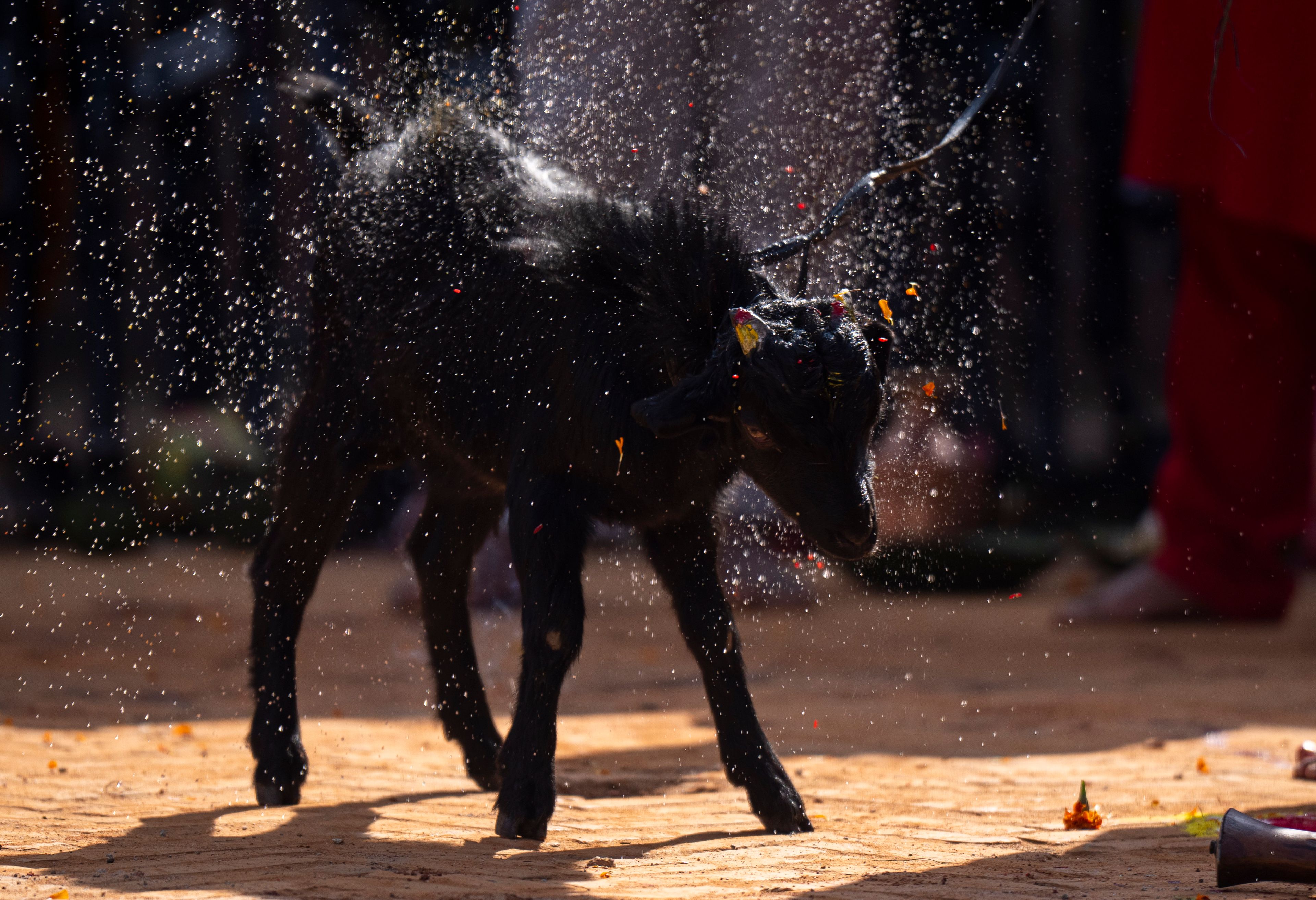 A sacrificial goat shakes off holy water splashed by a priest as part of a ritual during Dashain festival in Bhaktapur, Nepal, Friday, Oct. 11, 2024. The festival commemorates the slaying of a demon king by Hindu goddess Durga, marking the victory of good over evil. (AP Photo/Niranjan Shrestha)