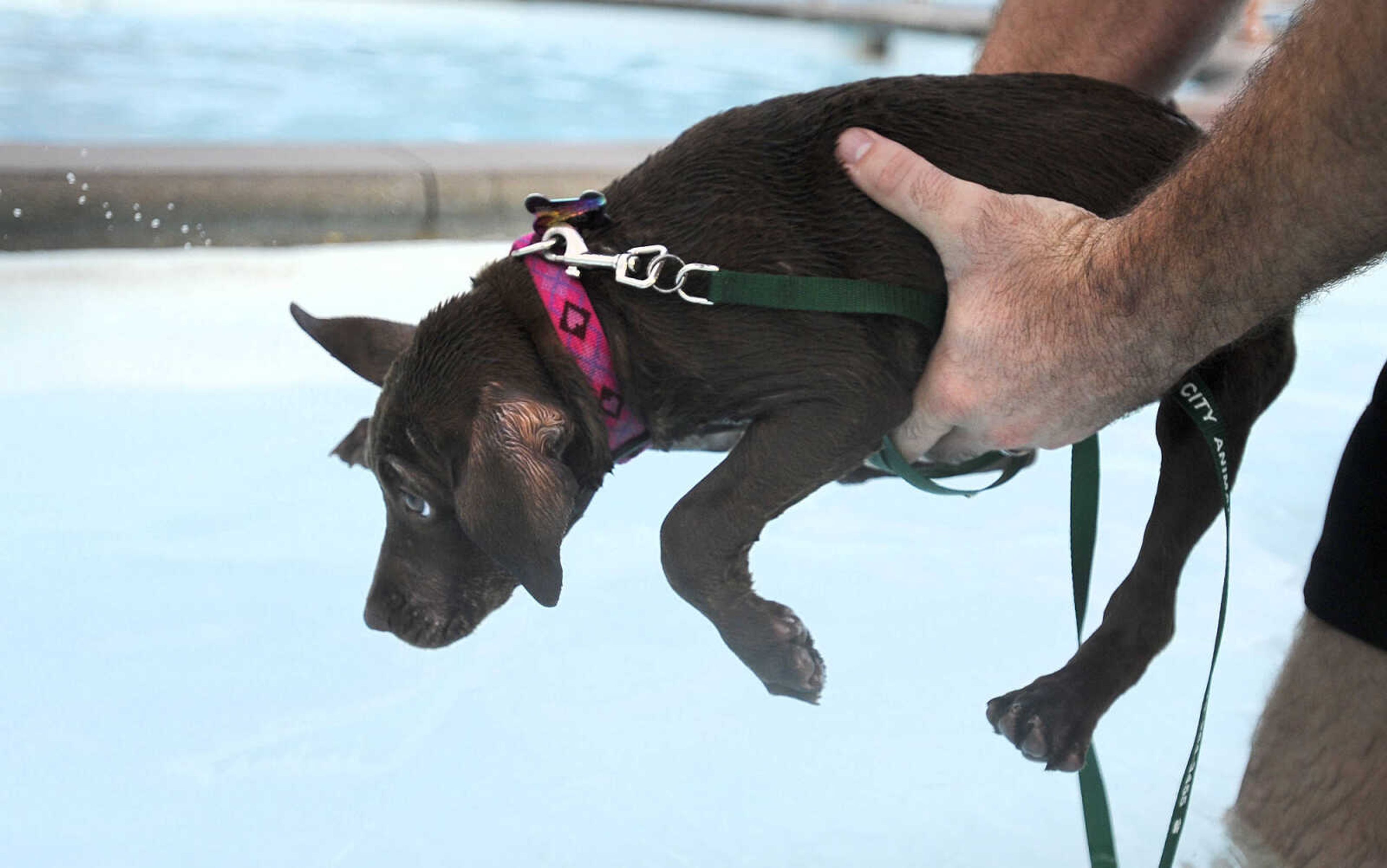 LAURA SIMON ~ lsimon@semissourian.com

Doggy Swim Day at Cape Splash, Sunday, Sept. 27, 2015, in Cape Girardeau. Leashed dogs got to swim and play in the lazy river and swimming pools with their owners. Proceeds from event benefit the Cape Girardeau Parks and Recreation Foundation.