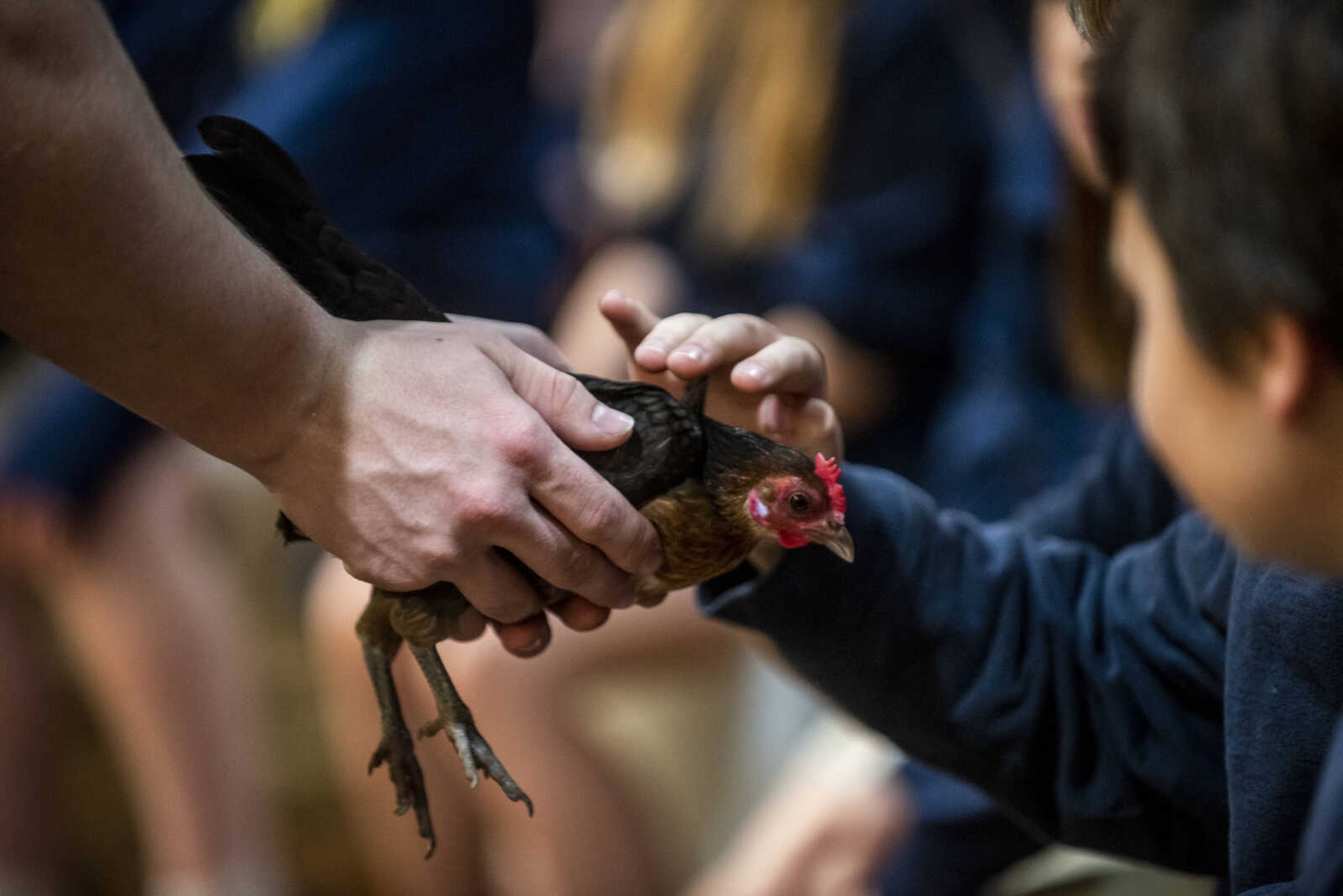 Students from St. Vincent de Paul in Perryville pet a chicken held by Steven Peters, of Gordonville, during the 24th annual Farm Day sponsored by the Southeast Missouri Cattlemen's Association at Flickerwood Arena Wednesday, April 24, 2019, in Jackson. Over 800 students attended Farm Day and learned about a variety of farm-related topics from forestry to soil conservation, as well as farm animals and honey bees.