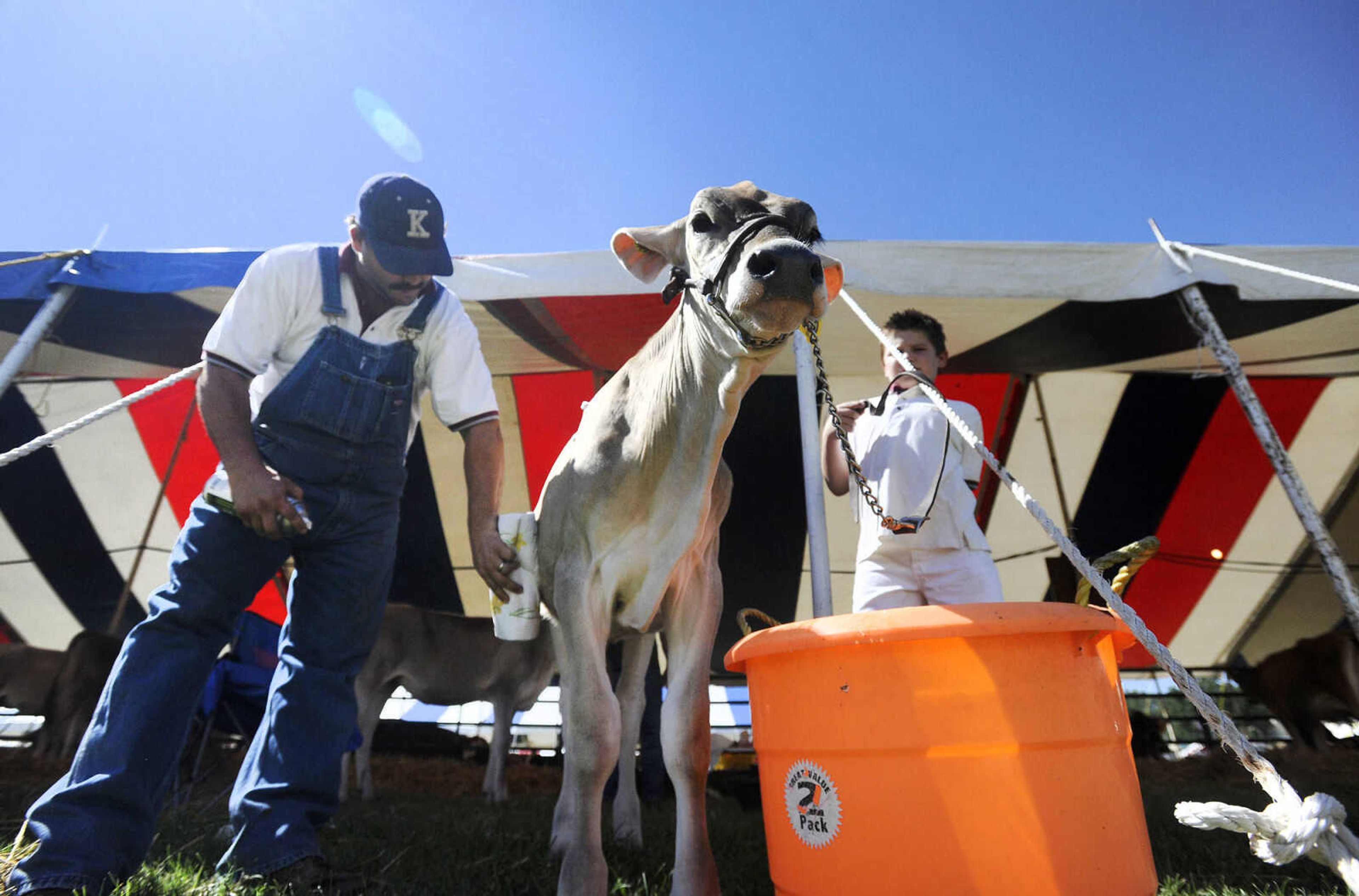 LAURA SIMON ~ lsimon@semissourian.com

Rob Landgraf III, left, wipes some conditioner onto Jumbo, a six-month-old Brown Swiss while Michael Kieninger, right, holds onto her before heading to the Livestock Show Arena for the Brown Swiss judging on Monday, Sept. 12, 2016, during the SEMO District Fair at Arena Park in Cape Girardeau.