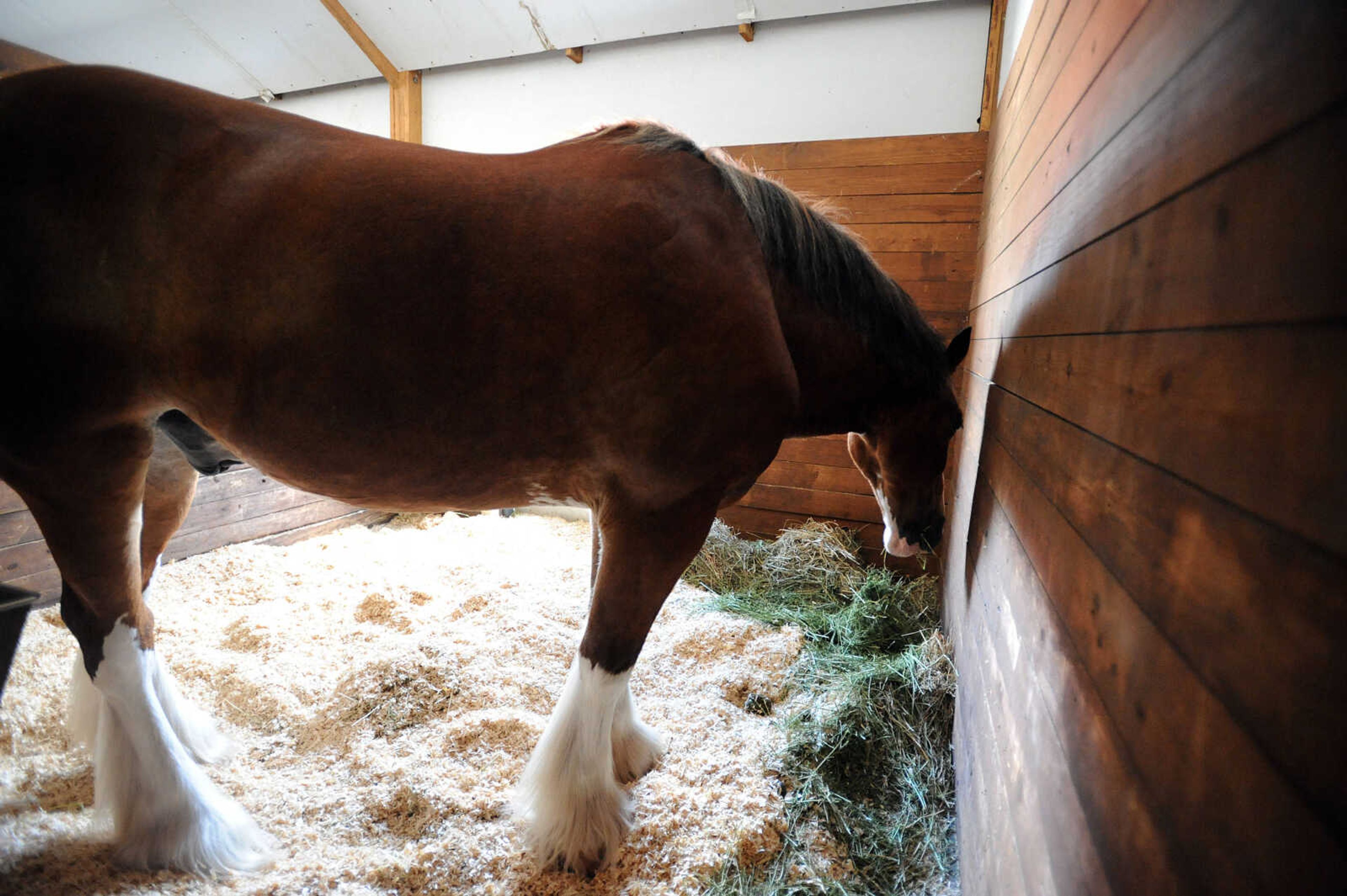 LAURA SIMON ~ lsimon@semissourian.com

The Budweiser Clydesdales make an appearance at The Hope Theraputic Horsemanship Center in Perryville, Missouri, Friday, June 20, 2014.