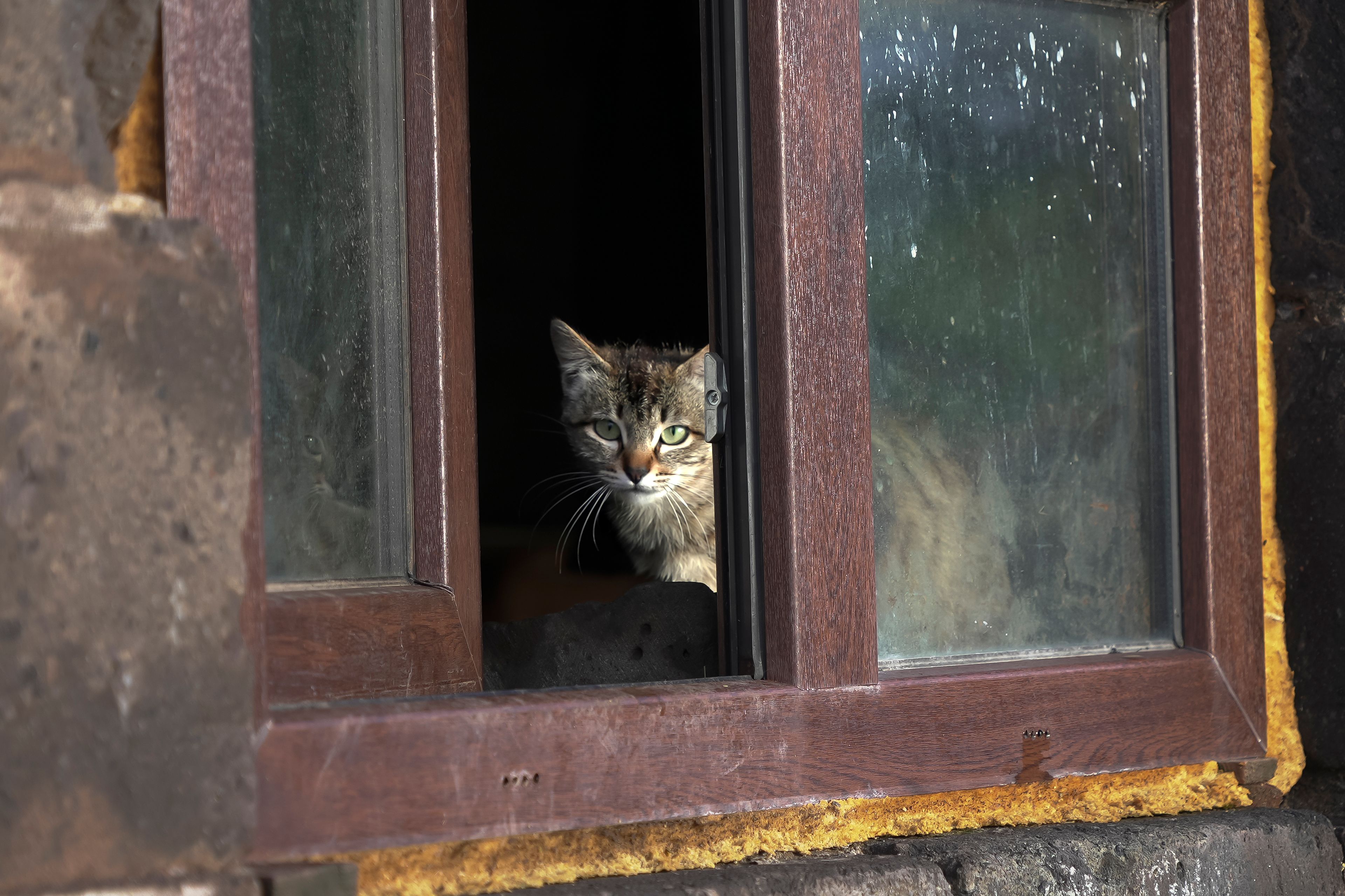 A cat looks out of a window of a cowshed at Yuri Strukov's farm in the remote mountain village of Orlovka, Georgia, Saturday, May 4, 2024. (AP Photo/Kostya Manenkov)