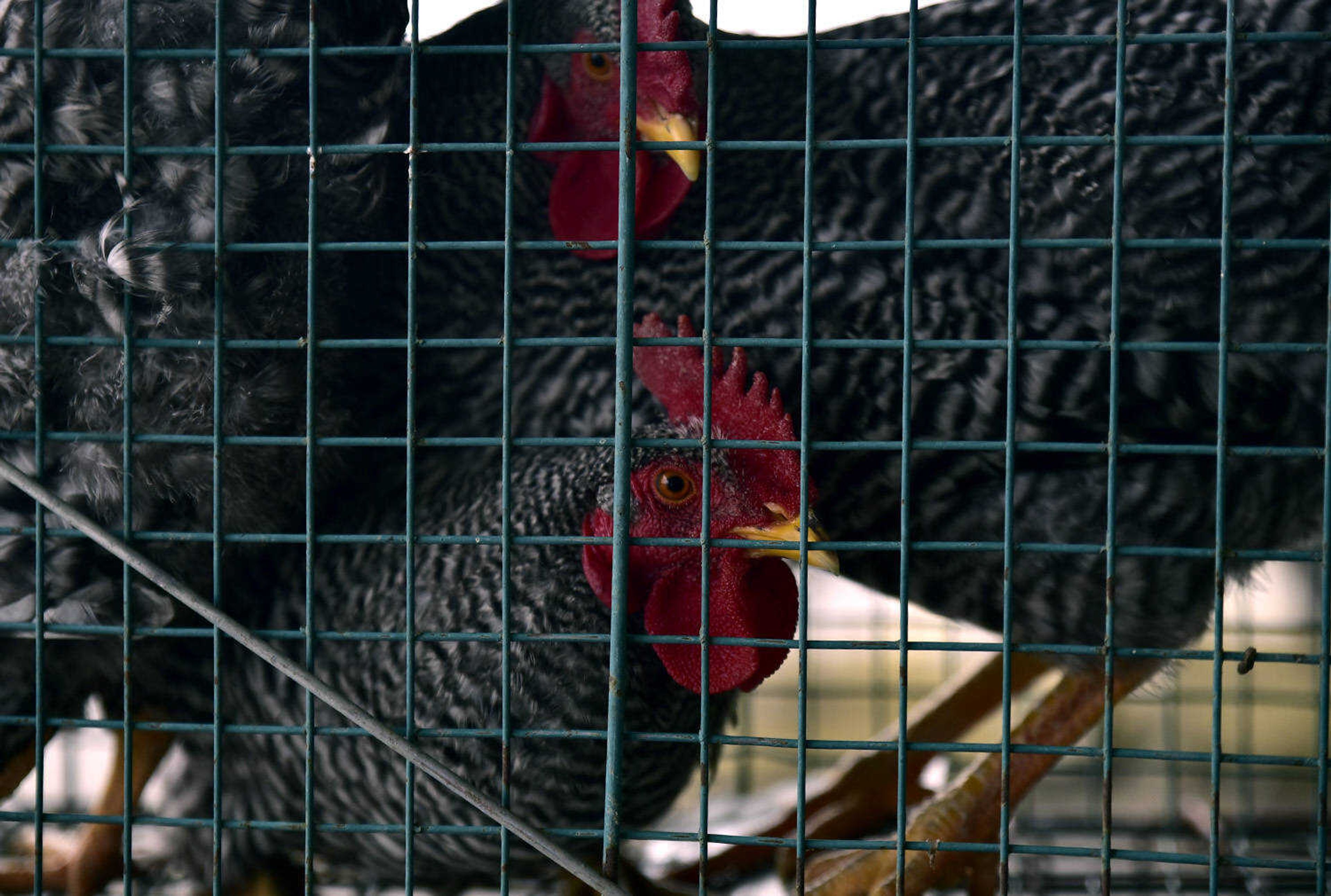 Roosters sit in a cage at the Cousin Carl Farm Show on March 10, 2018, at Arena Park in Cape Girardeau,