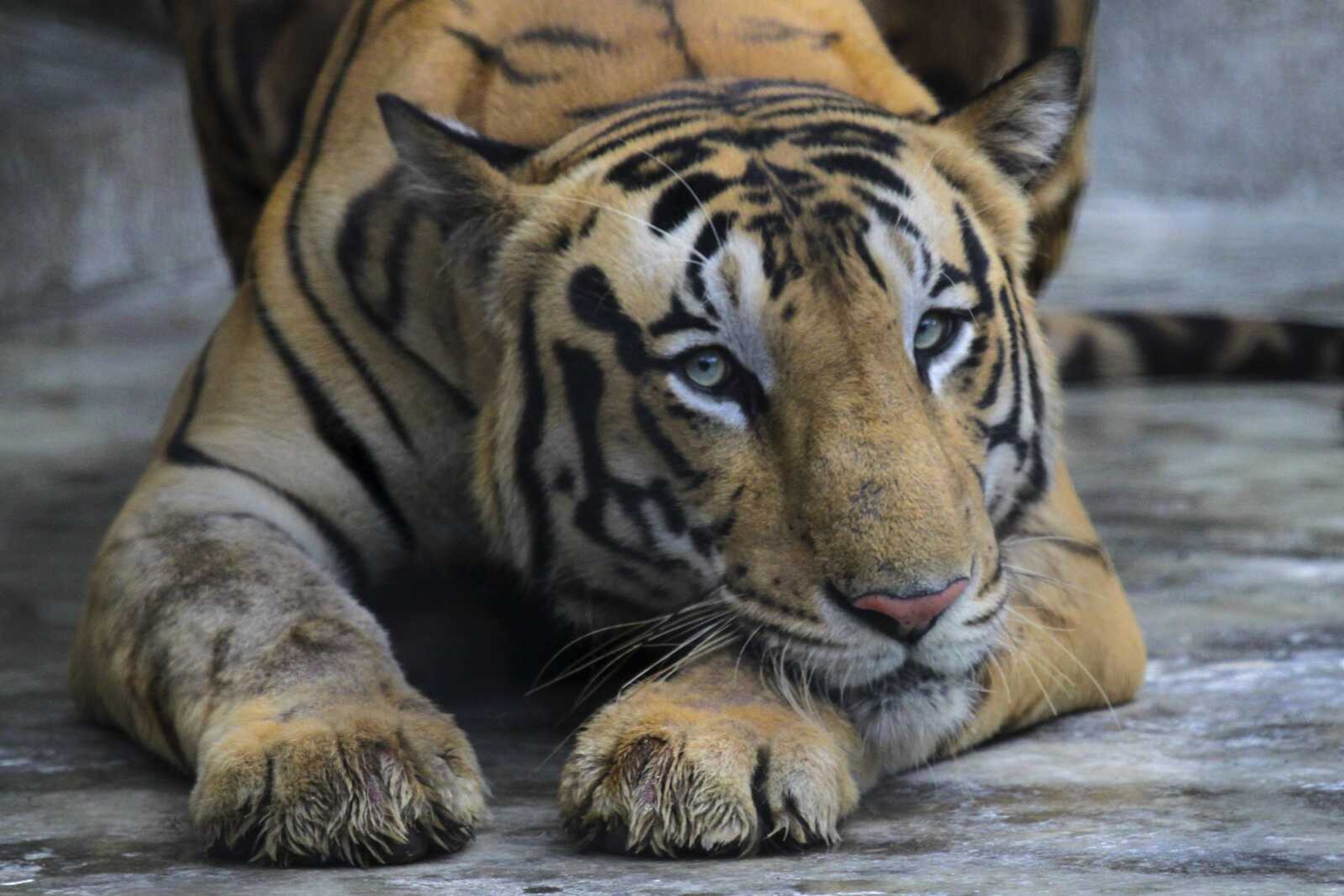 A Royal Bengal tiger rests at its enclosure at the July 29, 2019, Alipore zoo in Kolkata, India. On Thursday, the International Union for the Conservation of Nature announced new estimates for global population of tigers, which are 40% higher than the most recent estimates from 2015. The new figures, of between 3,726 and 5,578 wild tigers worldwide, reflect better methods for counting tigers and, potentially, an increase in their overall population, said Dale Miquelle, coordinator for the nonprofit Wildlife Conservation Society's tiger program. They still remain designated as "endangered" of extinction. (AP Photo/, File)