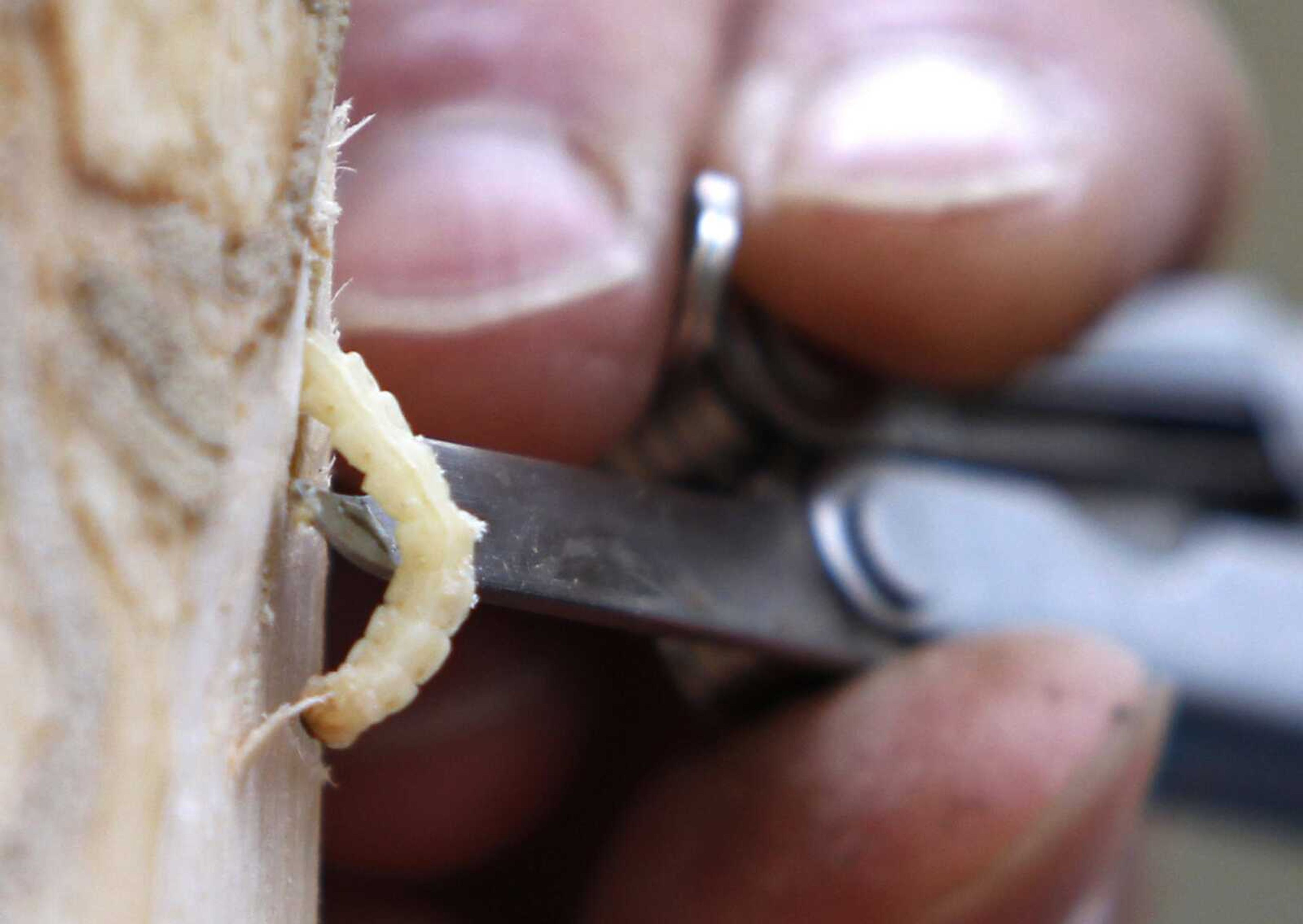 An emerald ash borer larvae is removed from an ash tree in Saugerties, New York.