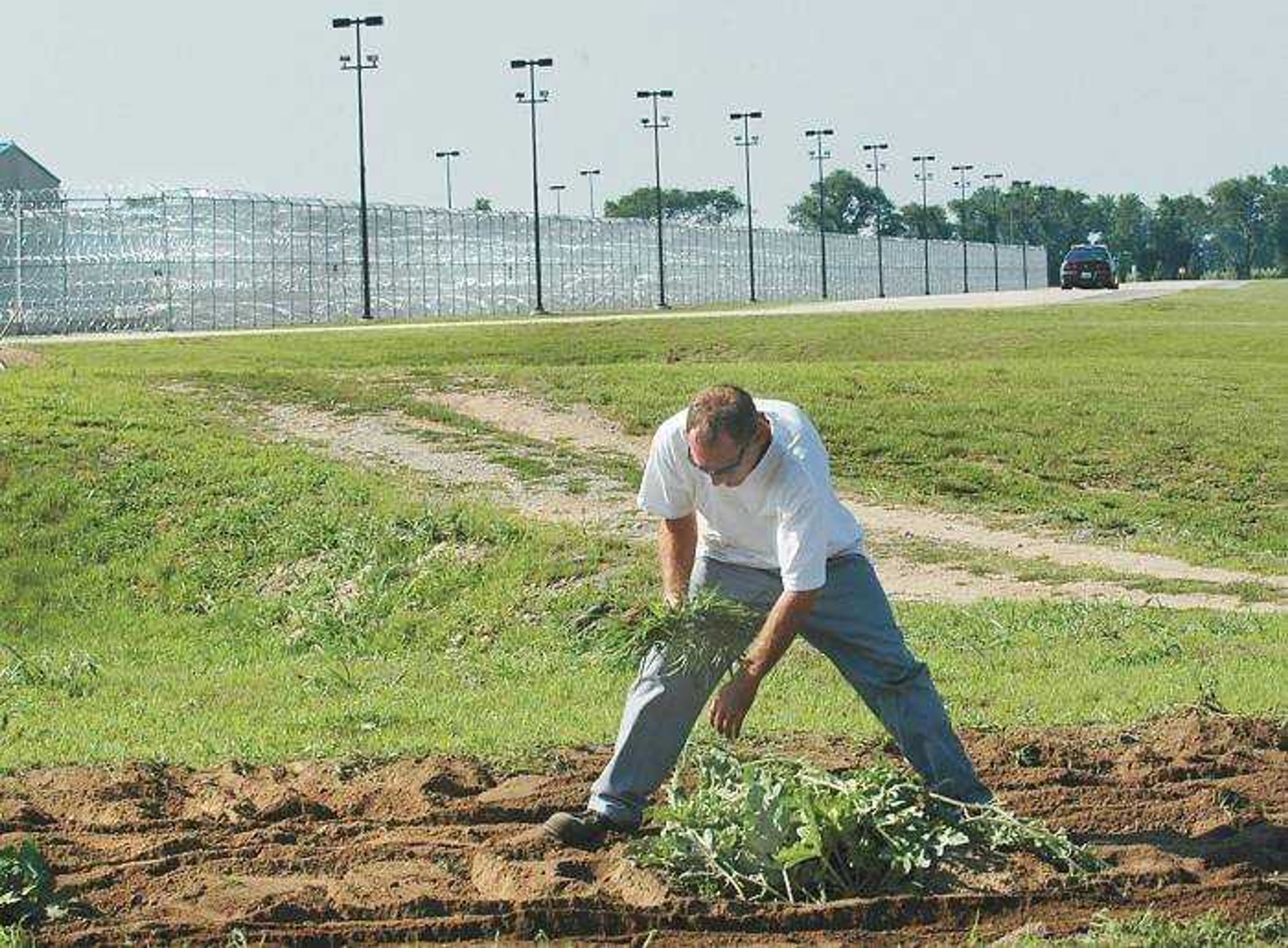 An inmate at Southeast Correctional Center in Charleston weeded a vegetable garden just outside the prison yard. The vegetables go to food banks in 16 different counties. (Diane L. Wilson)