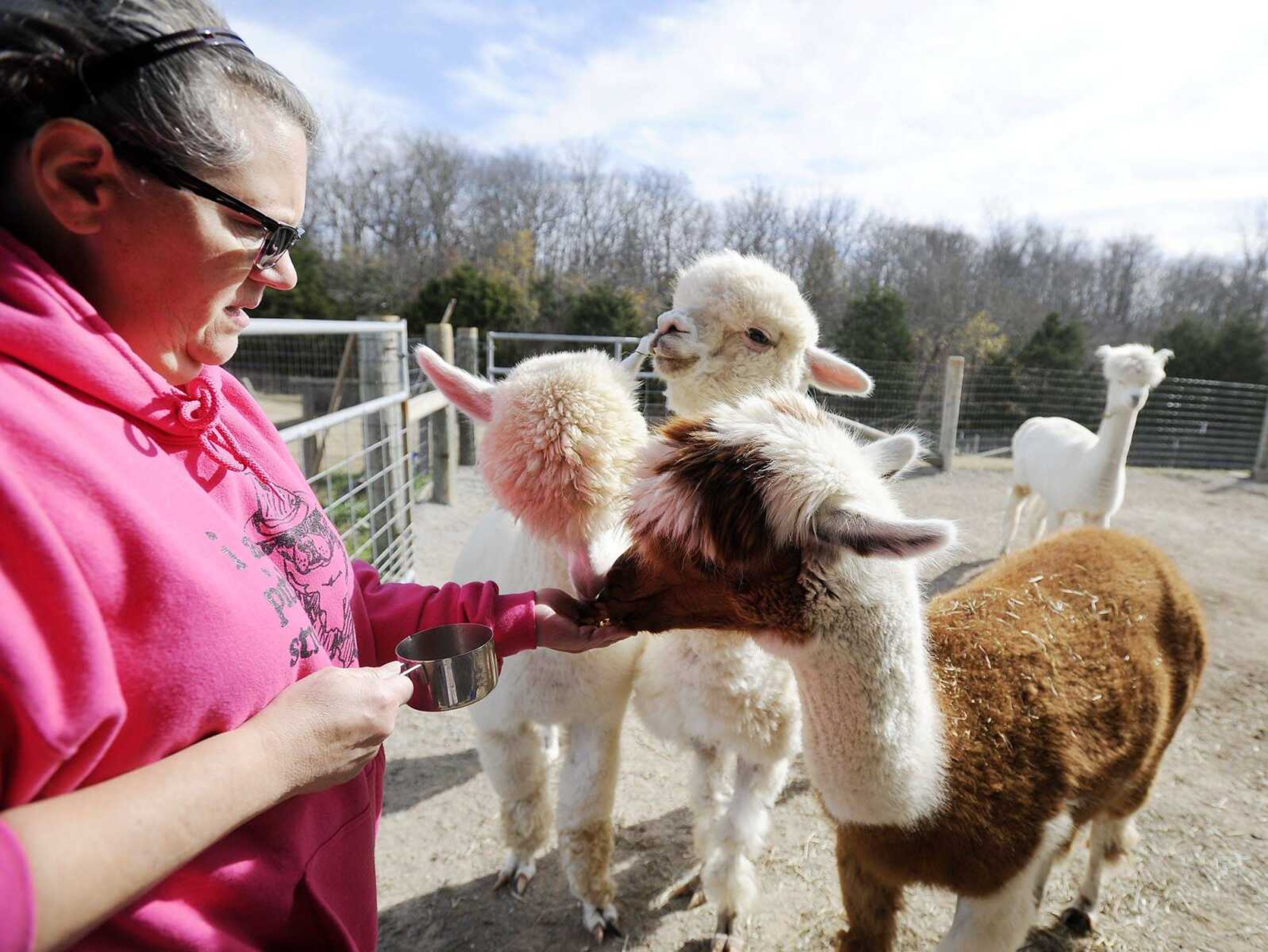 A group of Dawn Flickinger's alpacas munch on treats from her hand Sunday in Uniontown, Missouri. The alpaca in the far right corner, Unicorn, was rescued in September from a group of travelers making their way from Kentucky to Washington state.