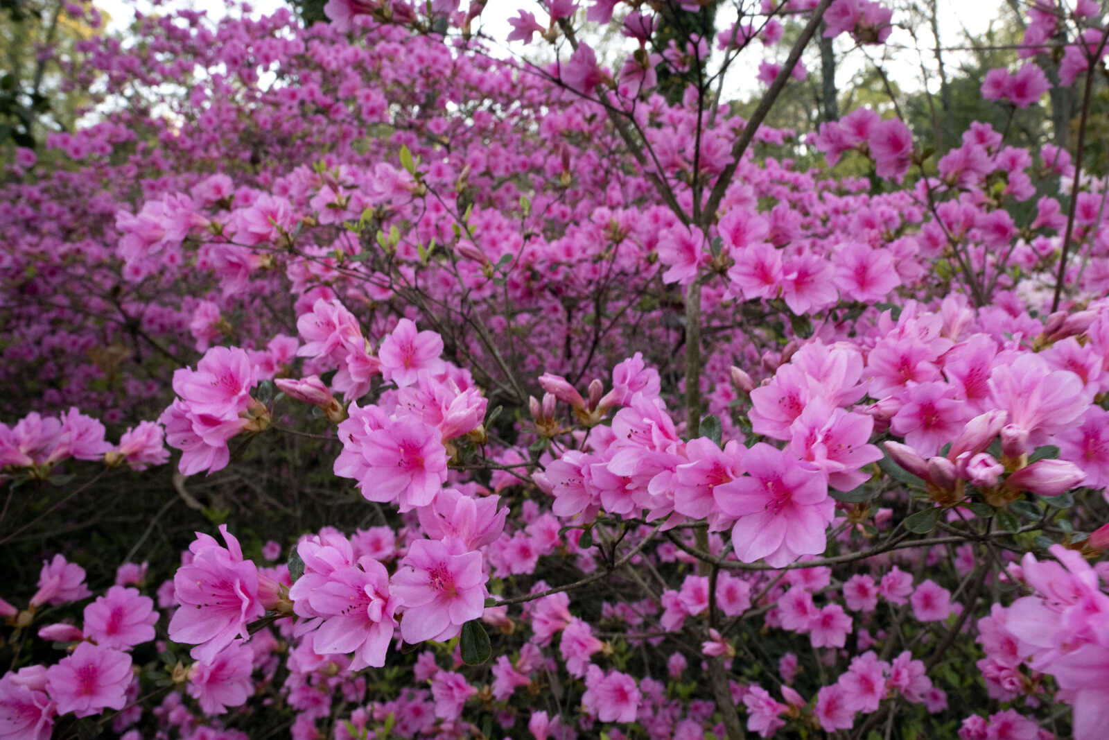 Pinecrest Azalea Gardens in bloom