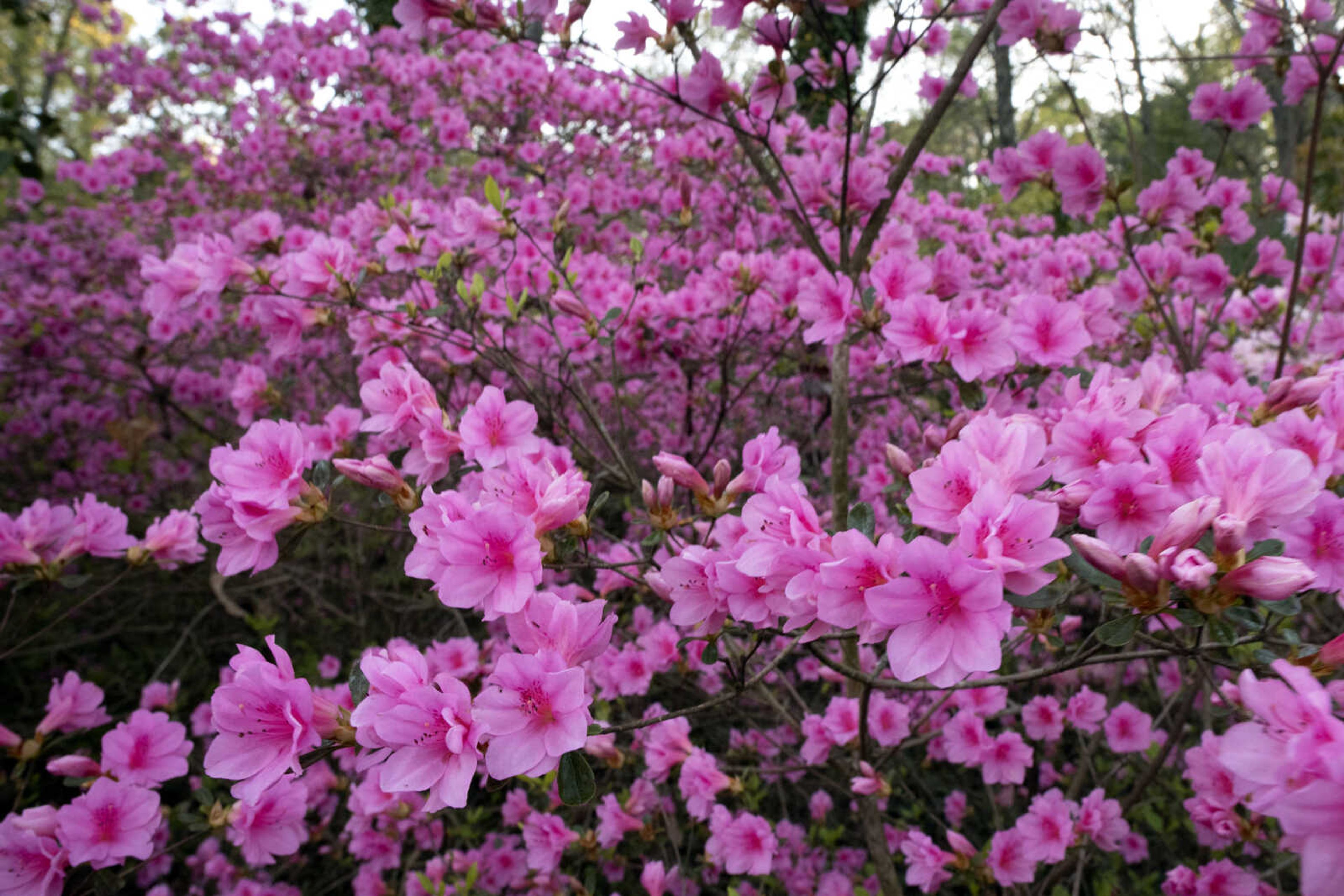 Flowers are seen Tuesday, April 21, 2020, at Pinecrest Azalea Gardens in Cape Girardeau County.